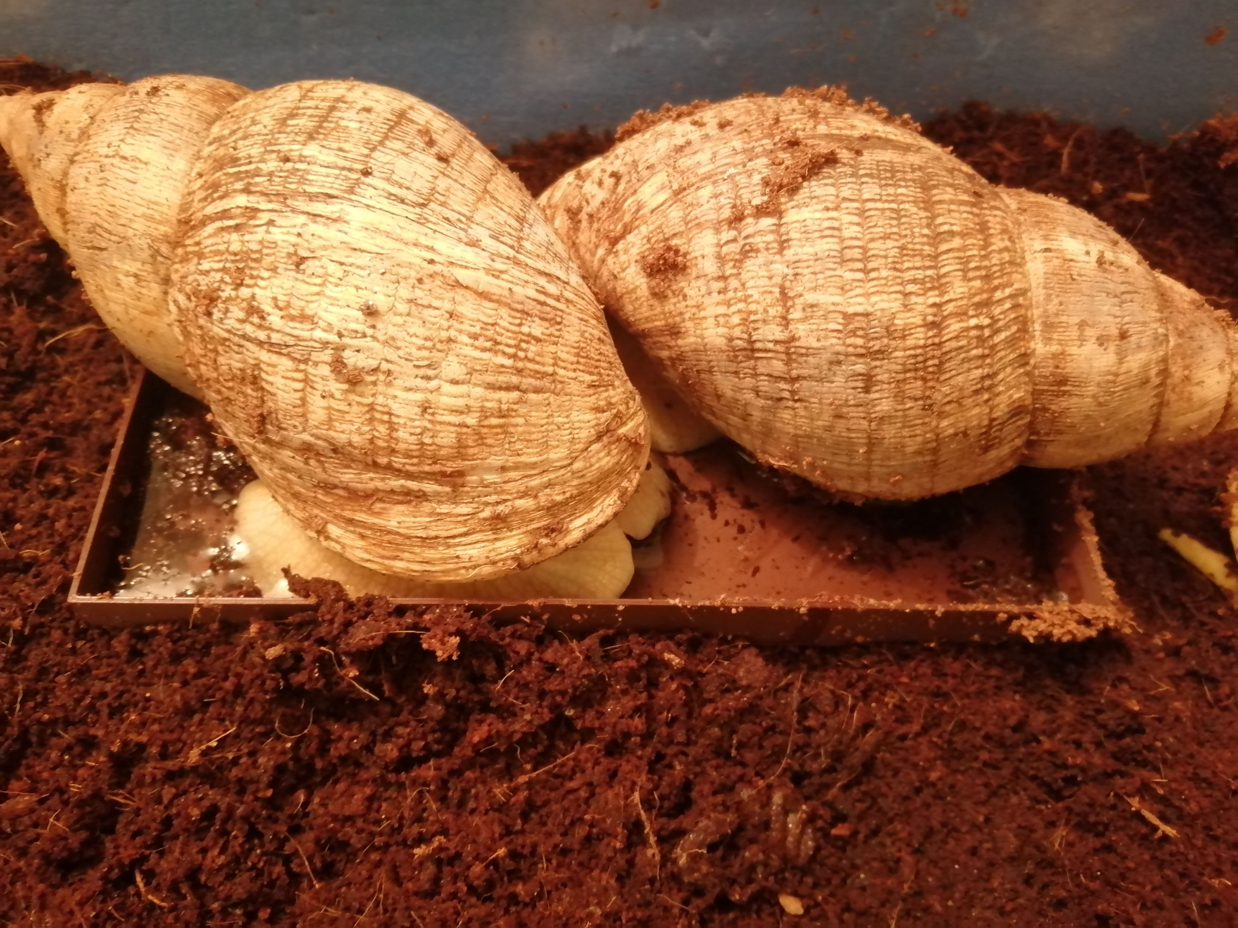 Bowl for snails :)