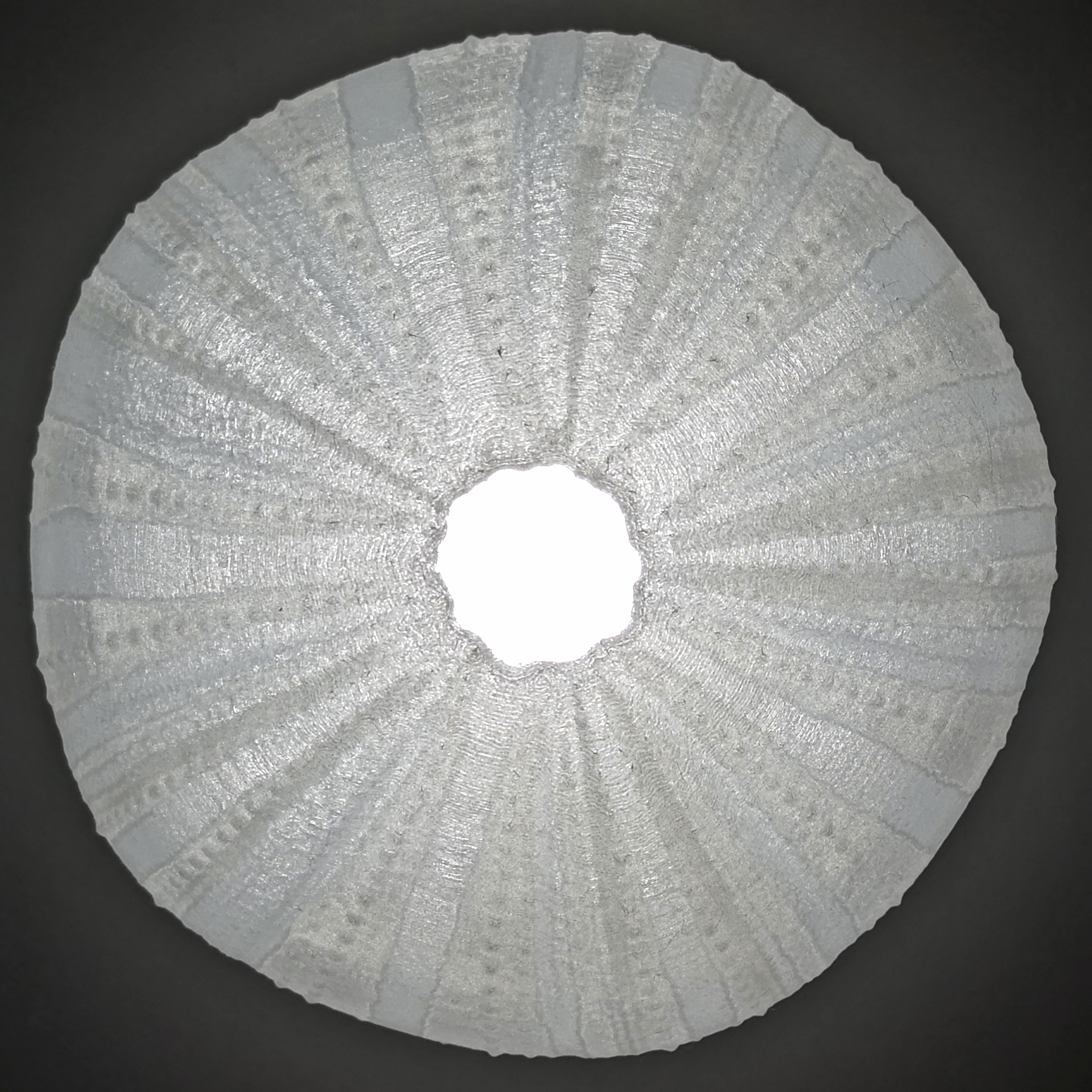 Miniatura 5 do modelo 3D Sea Urchin Light