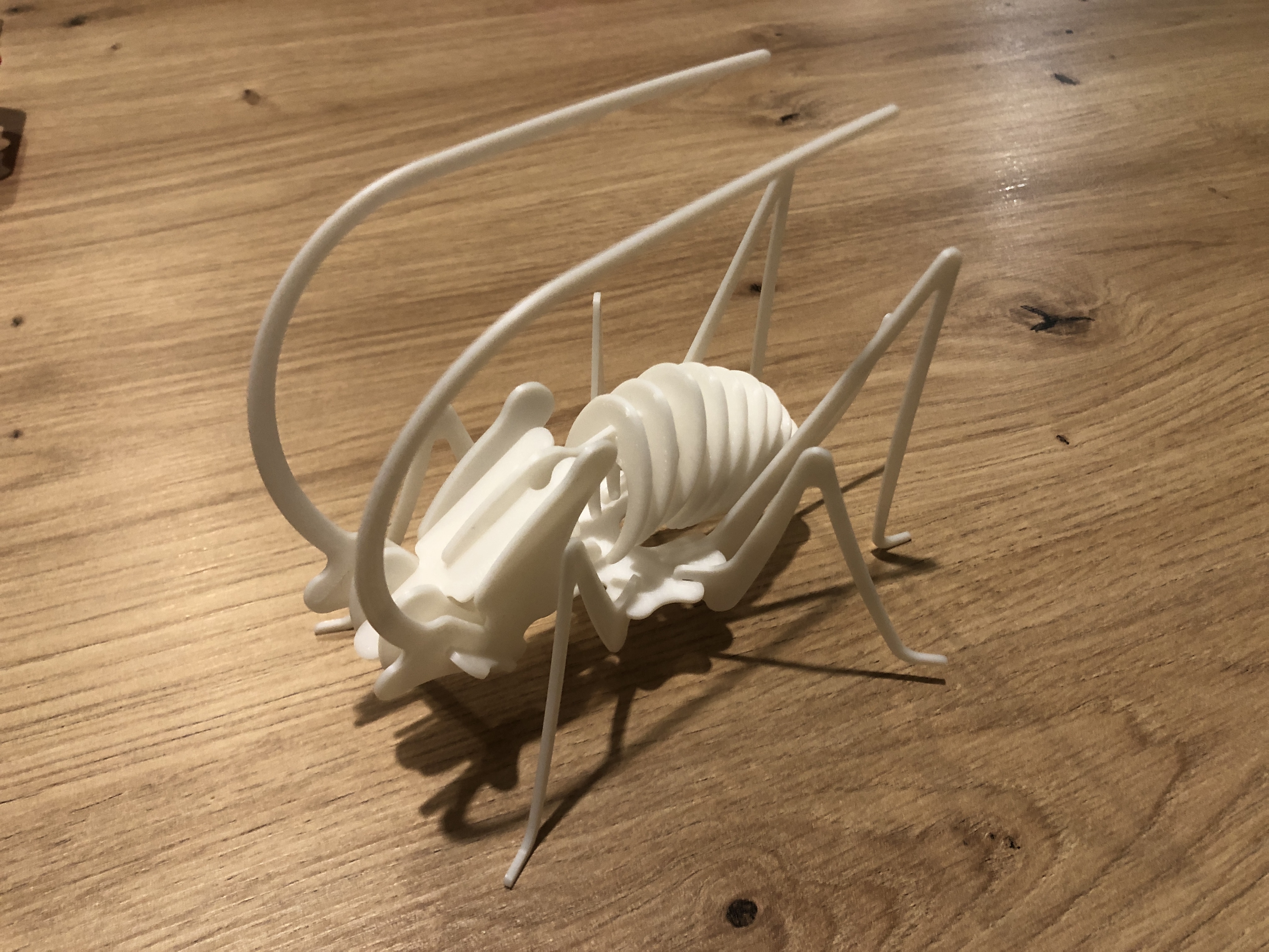 cricket skeleton — miniatura 2