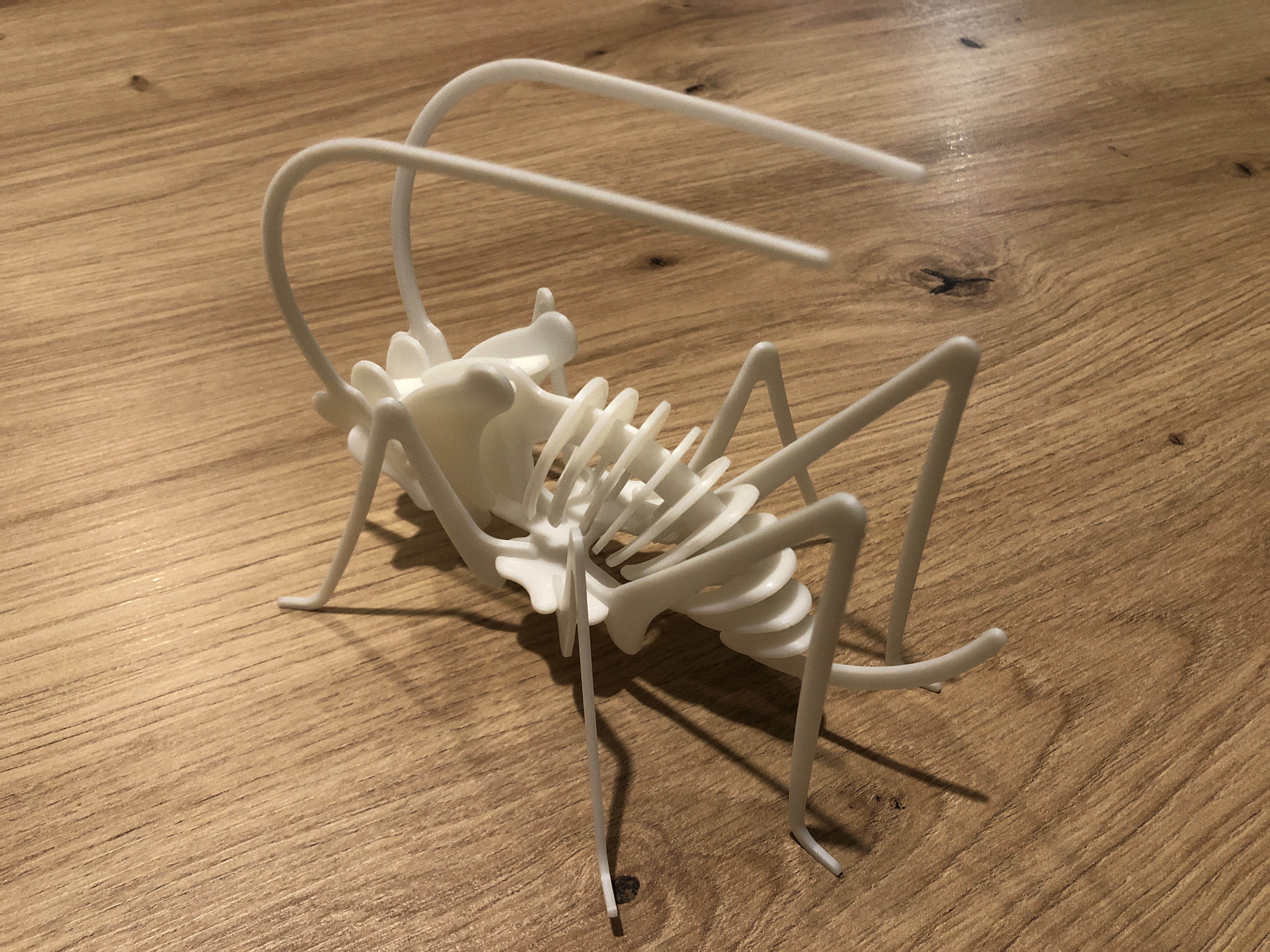 cricket skeleton