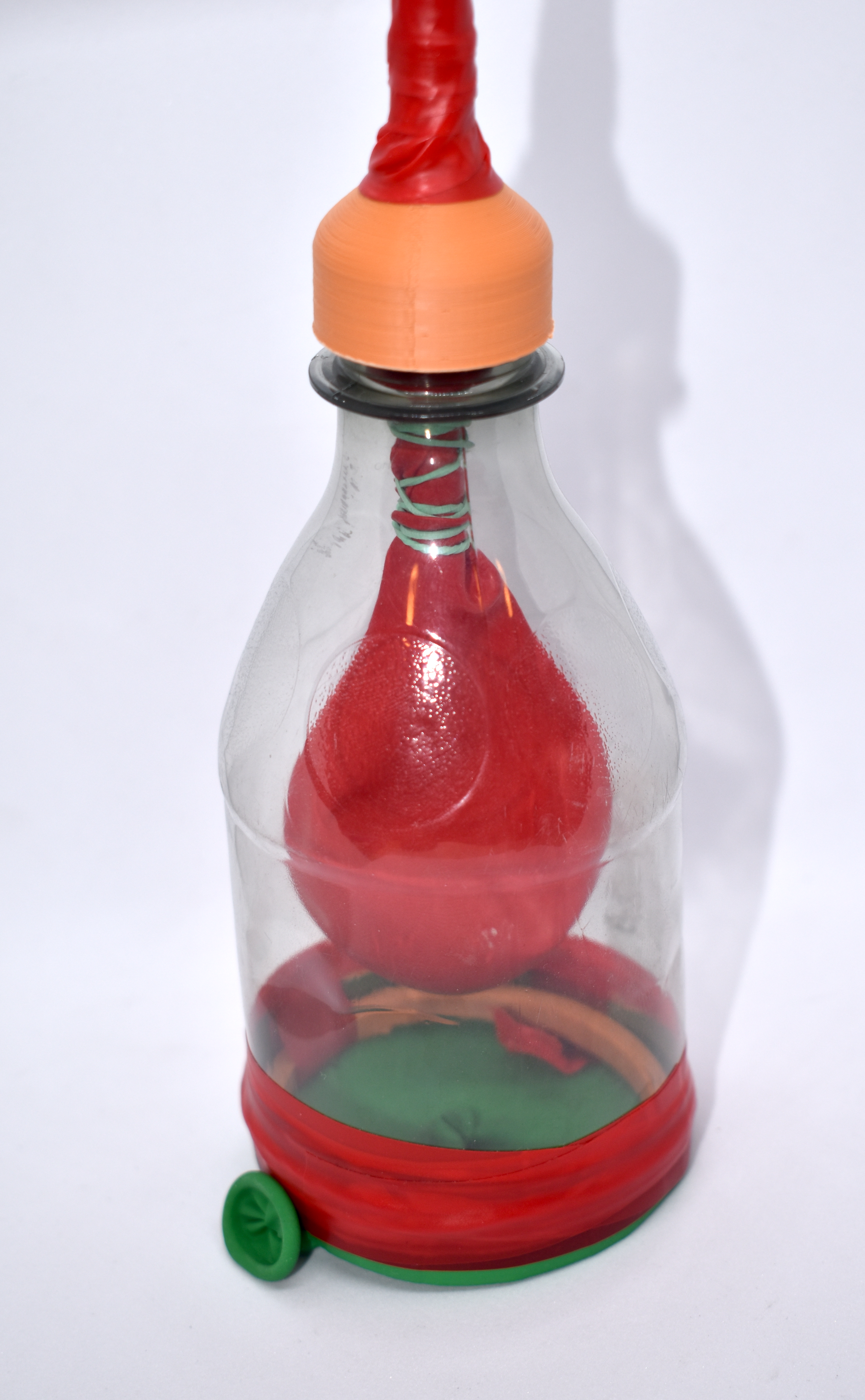 Lungs and Diaphragm Model