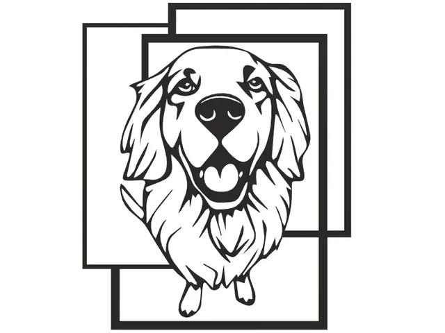 Golden retriver