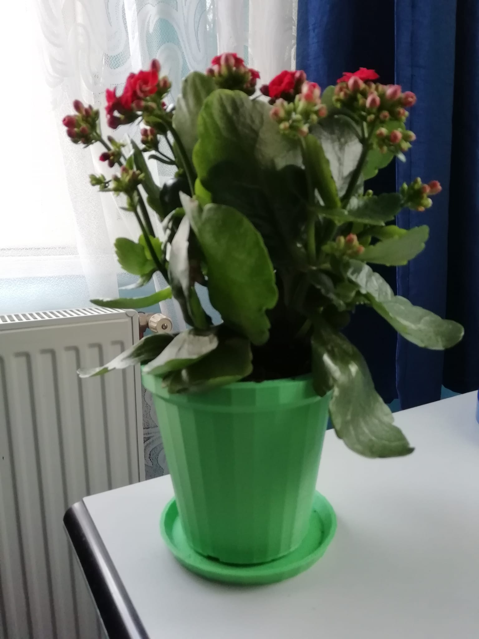 Flower Pot By Mqte7 Download Free STL Model Printables
