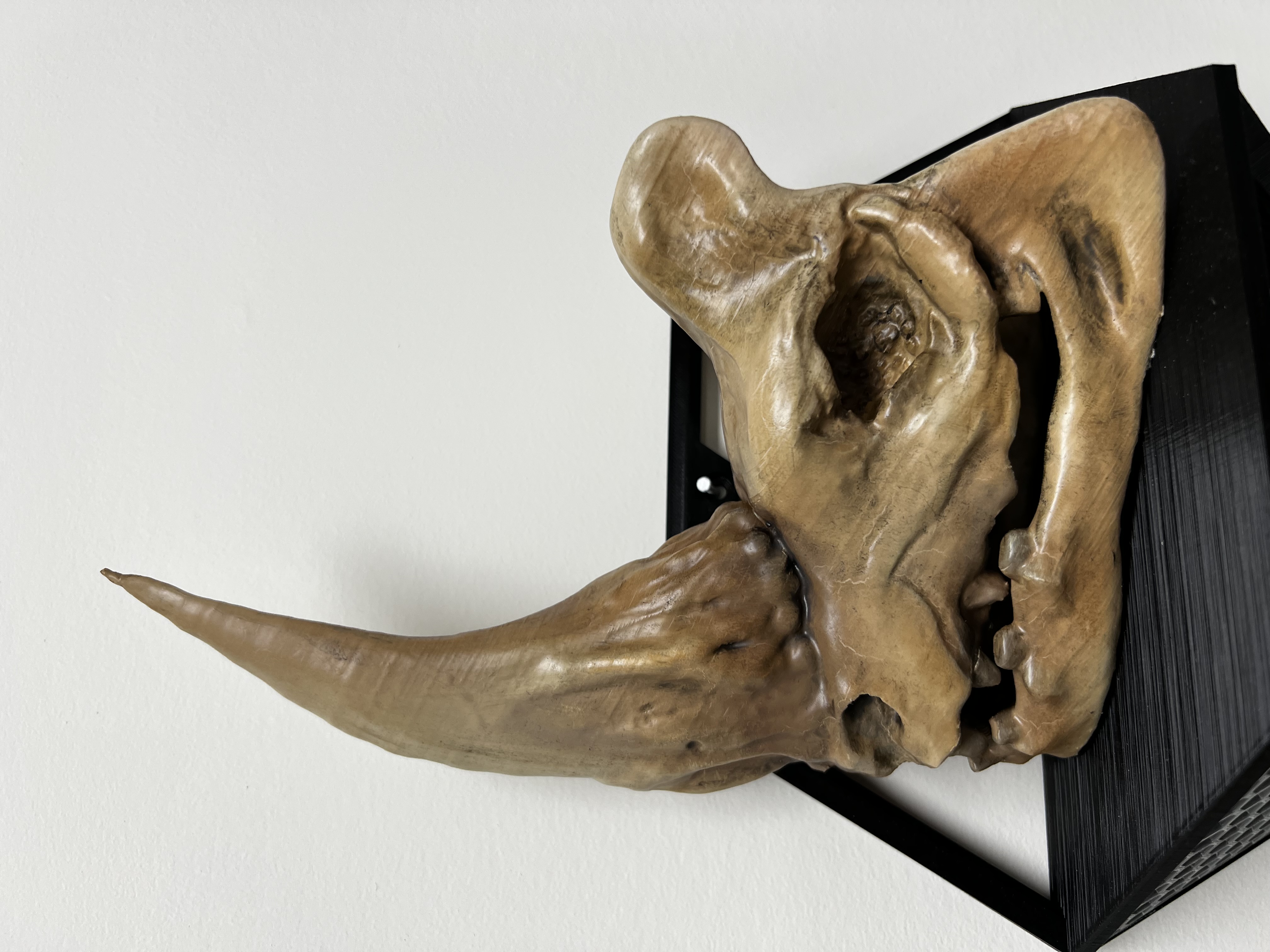 The Mud Horn Skull - Star Wars the Mandolorian