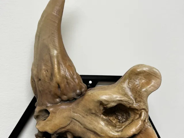 The Mud Horn Skull - Star Wars the Mandolorian