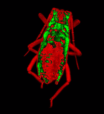 Pea aphid (Acyrthosiphon pisum) by Emmanuel Reynaud | Download free STL ...