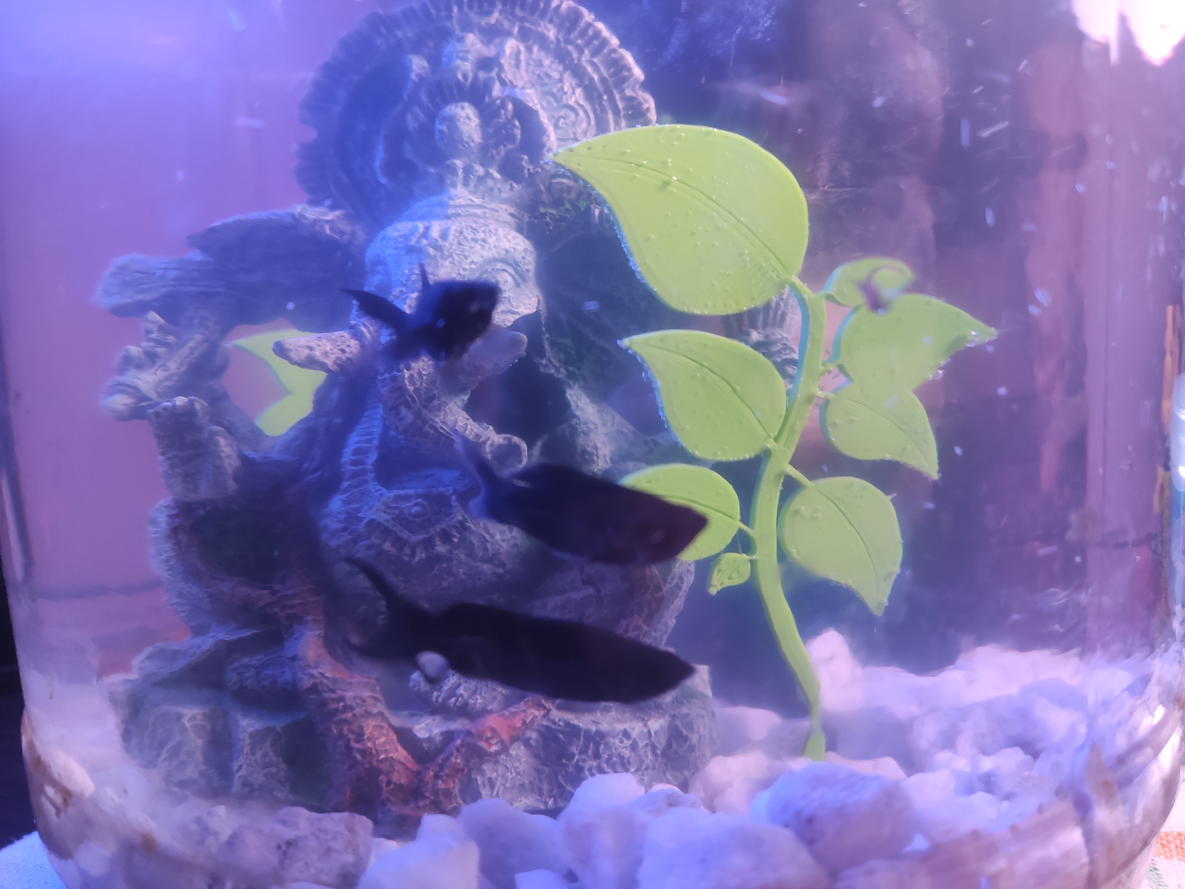 Aquarium waterplant decoration