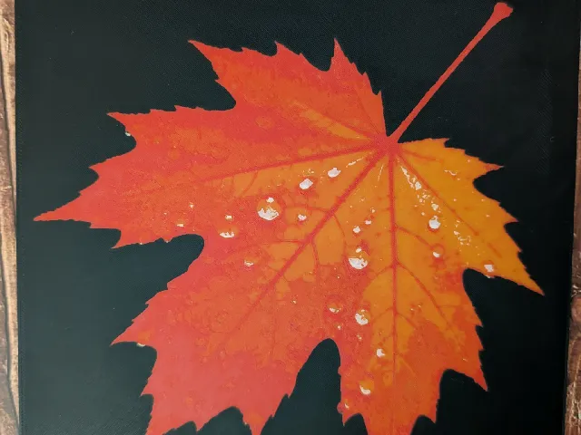 Fall FlatForge Maple Leaf