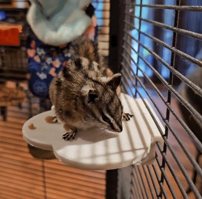 "Cloud Nine" - Strong Tooless Rodent/Small Pet Platform. Easy to Clean!