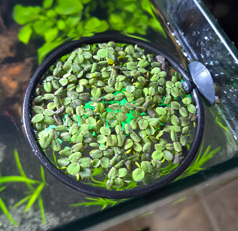 Floating Plant / Feeder Ring - Suction Holder
