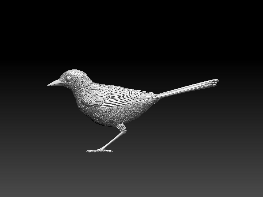 wagtail