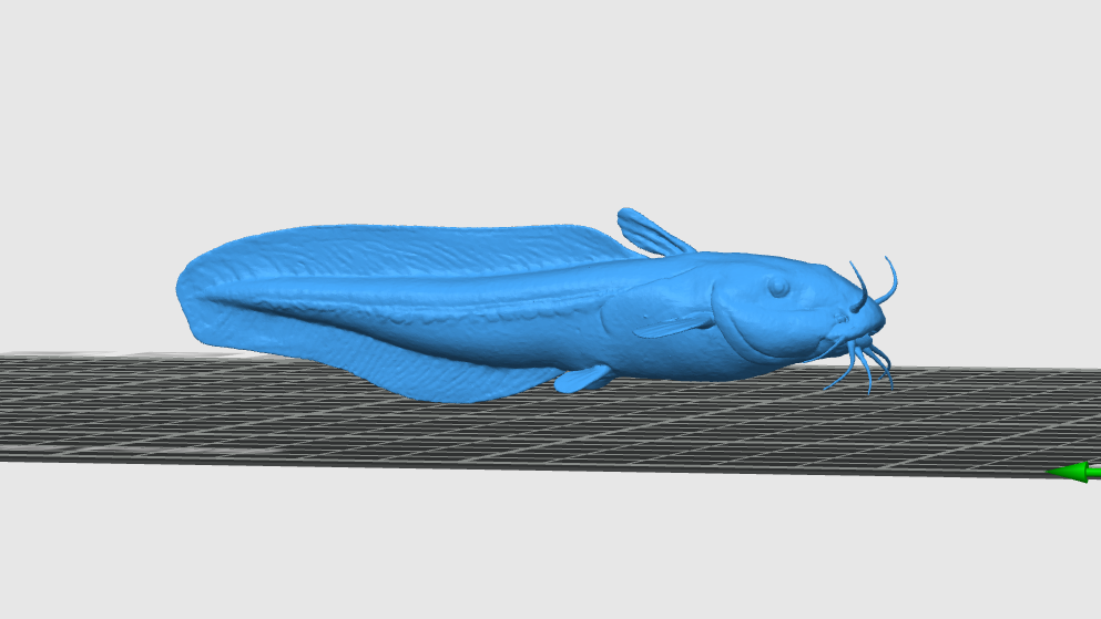 Striped Eel Catfish (Plotosus lineatus)
