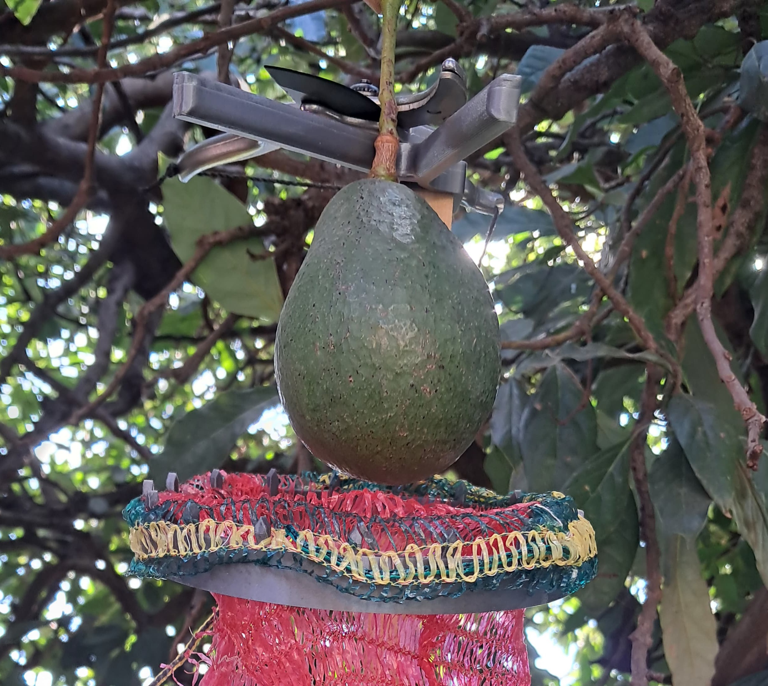A cutting-edge Avocado Snipper