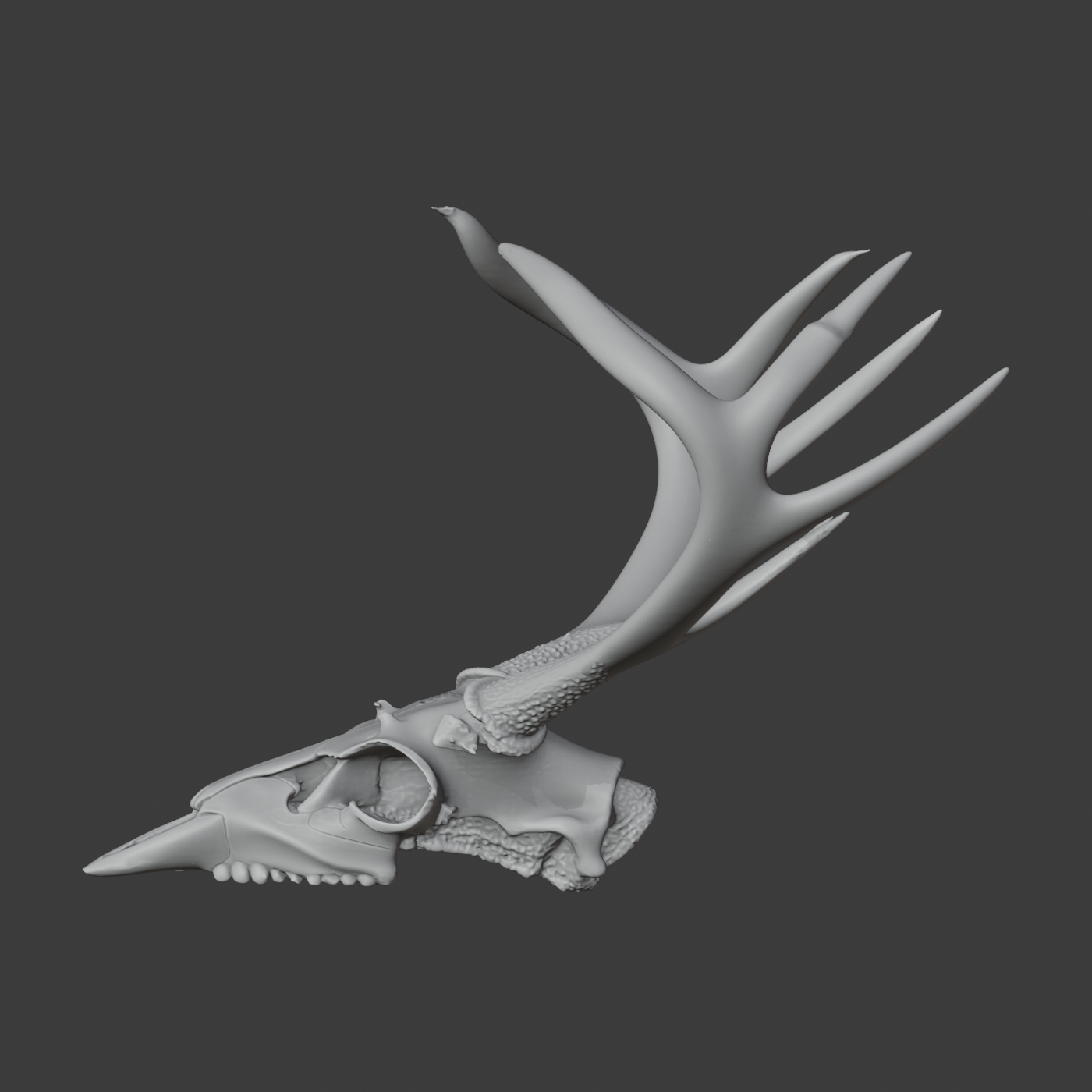 Reindeer Skull