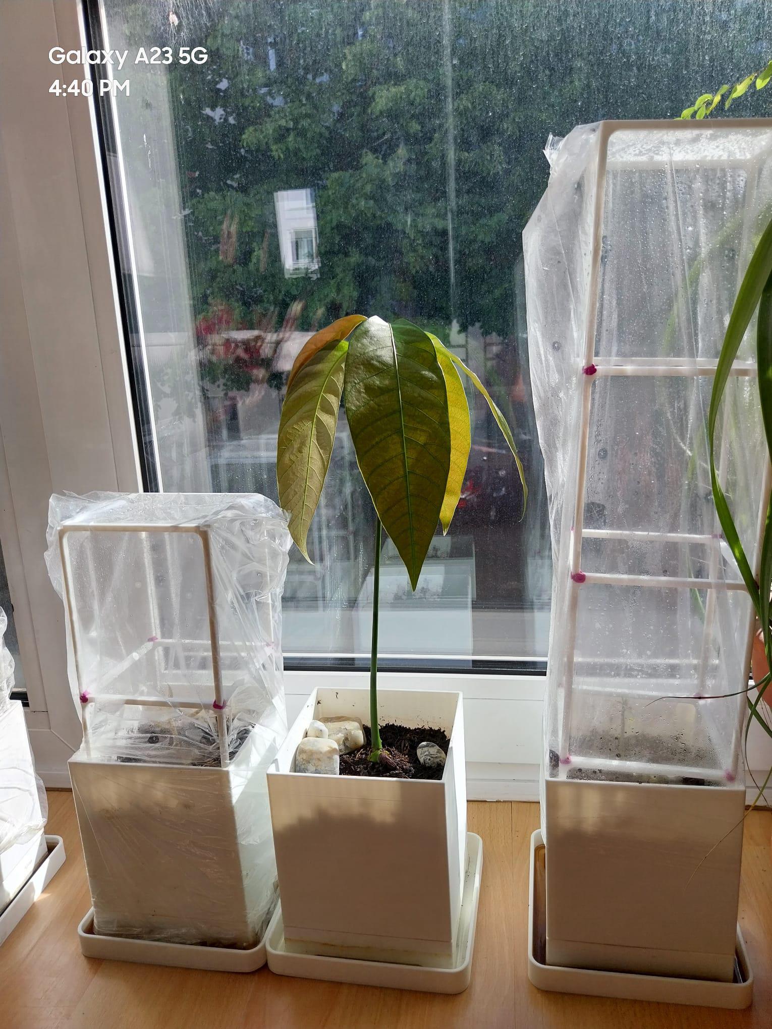 Mango Planter — miniatura 6
