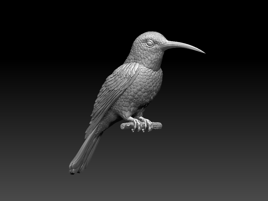 hummingbird