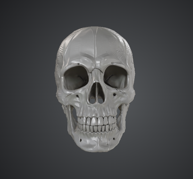 Human Skull Sculpture – Anatomical Gothic