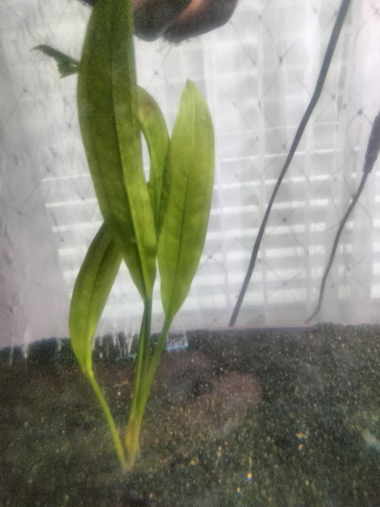 Plant holder (aquarium)