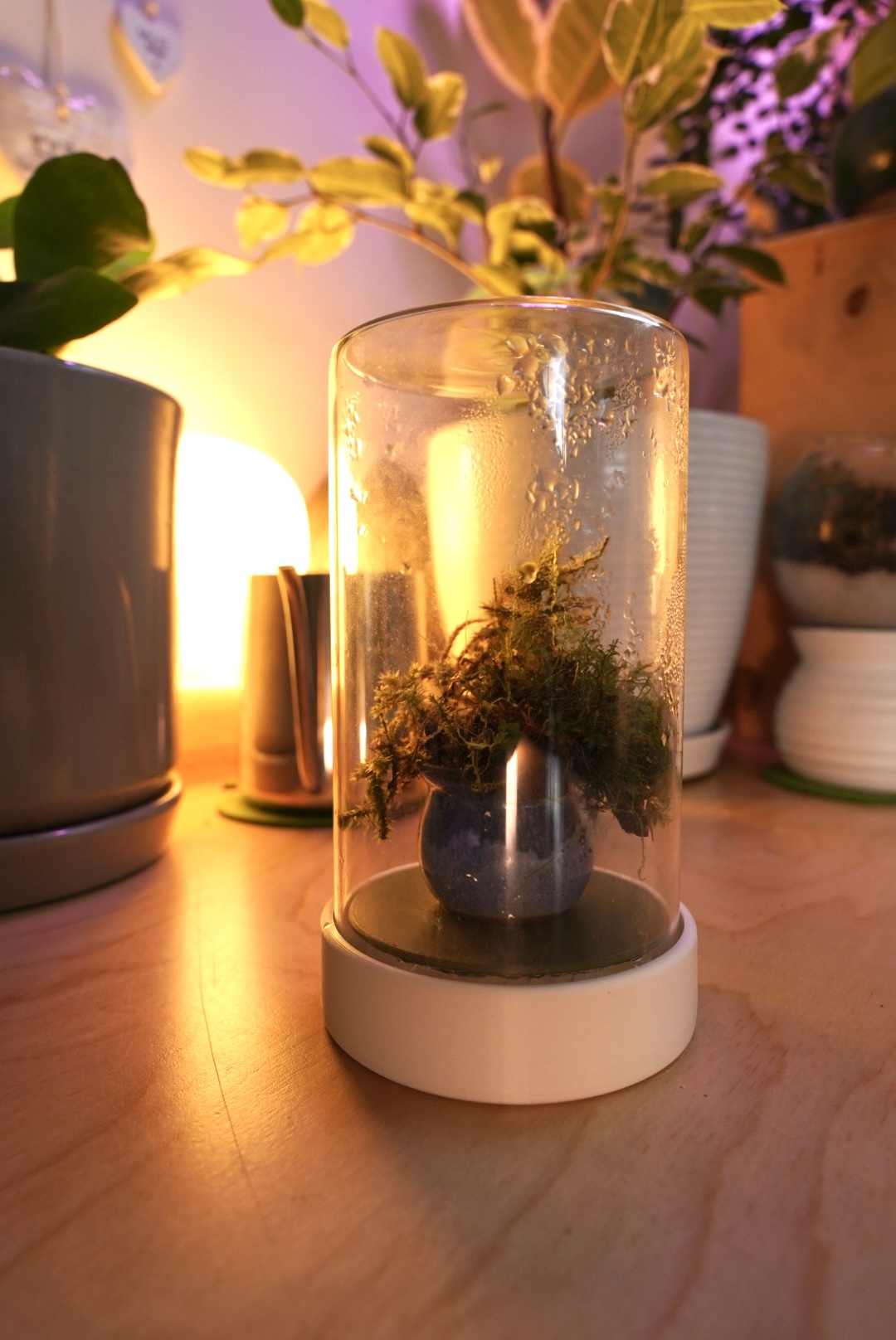 Terrarium base for glass jar with wooden lid