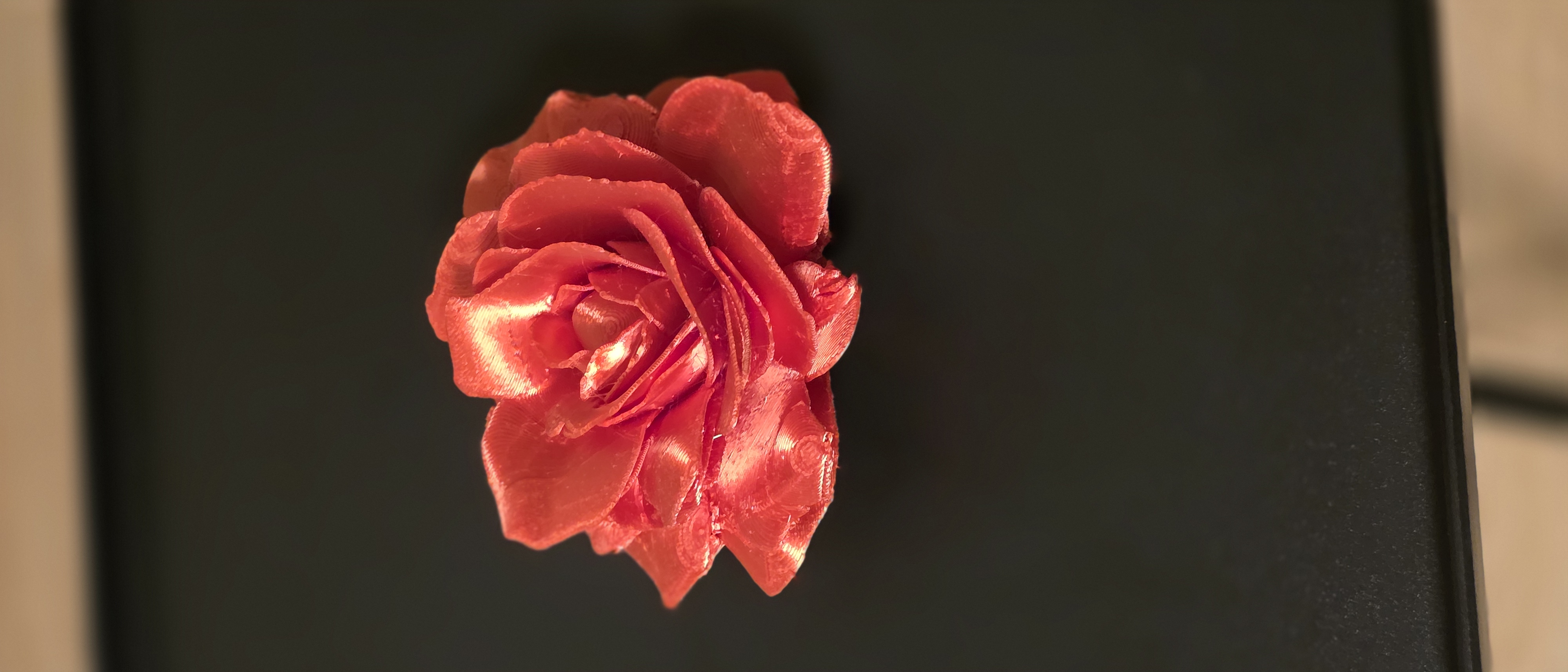 Abracadabra Rose — miniatura 5