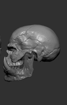 gorilla skull — thumbnail 3