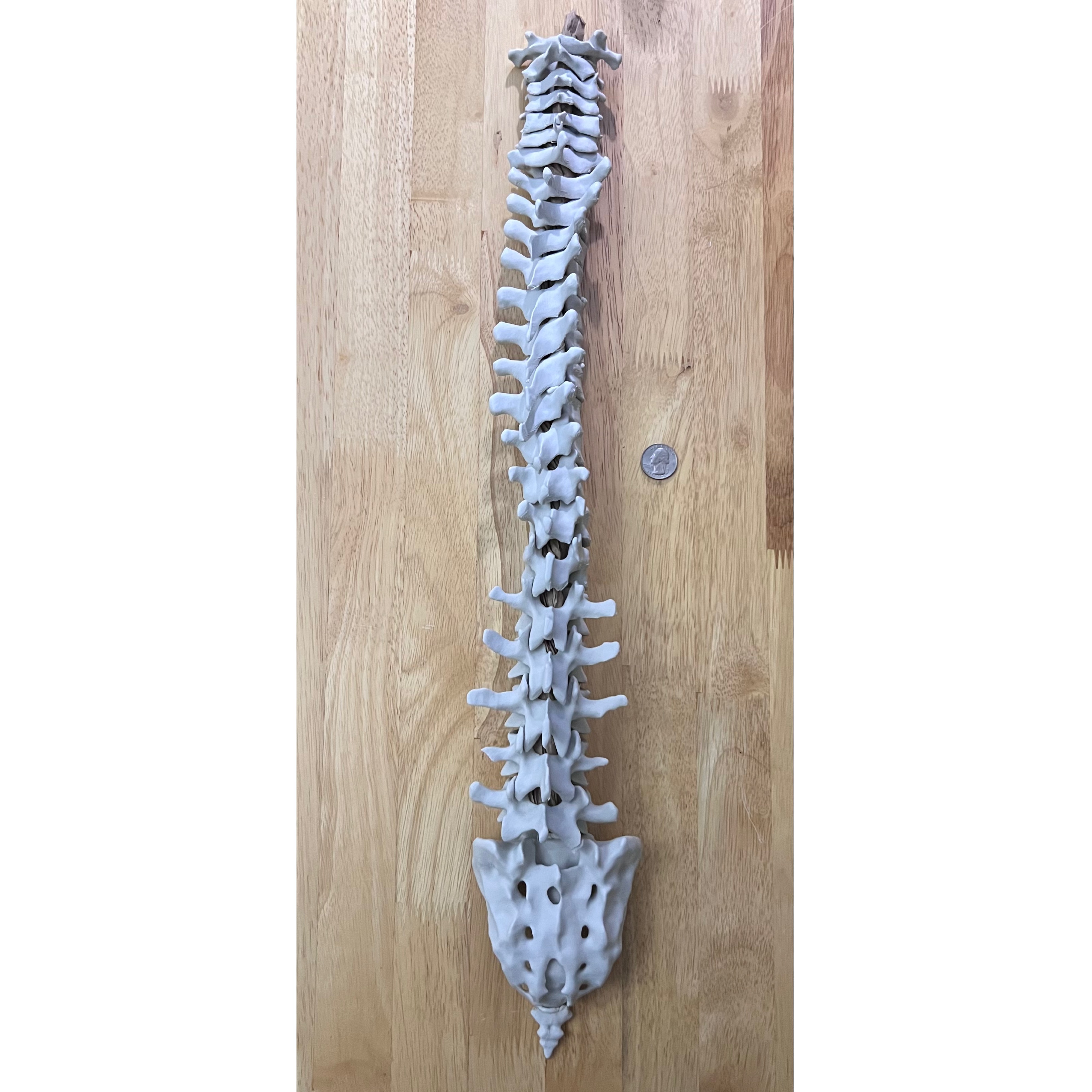 Miniatura 2 do modelo 3D Human Vertebral Column