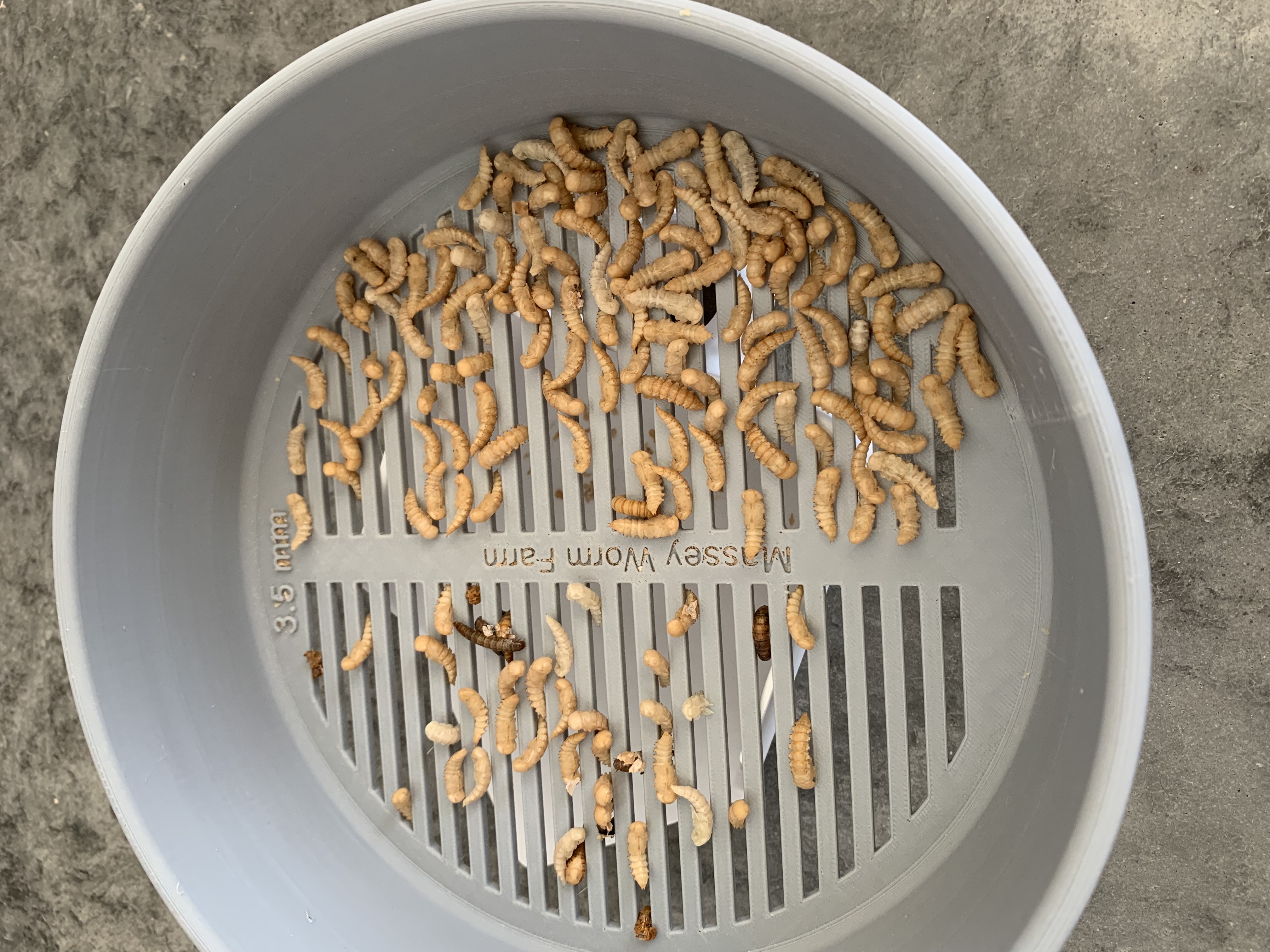 Mealworm Pupa Separator