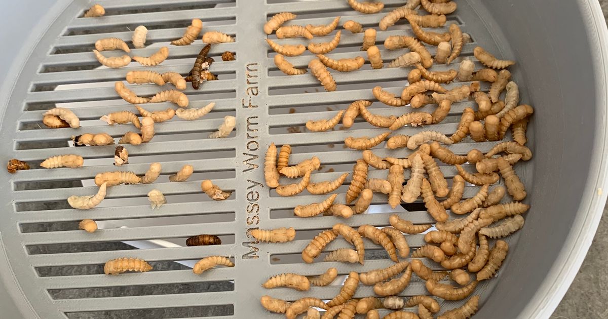 Mealworm Pupa Separator by WLM320 Download free STL model