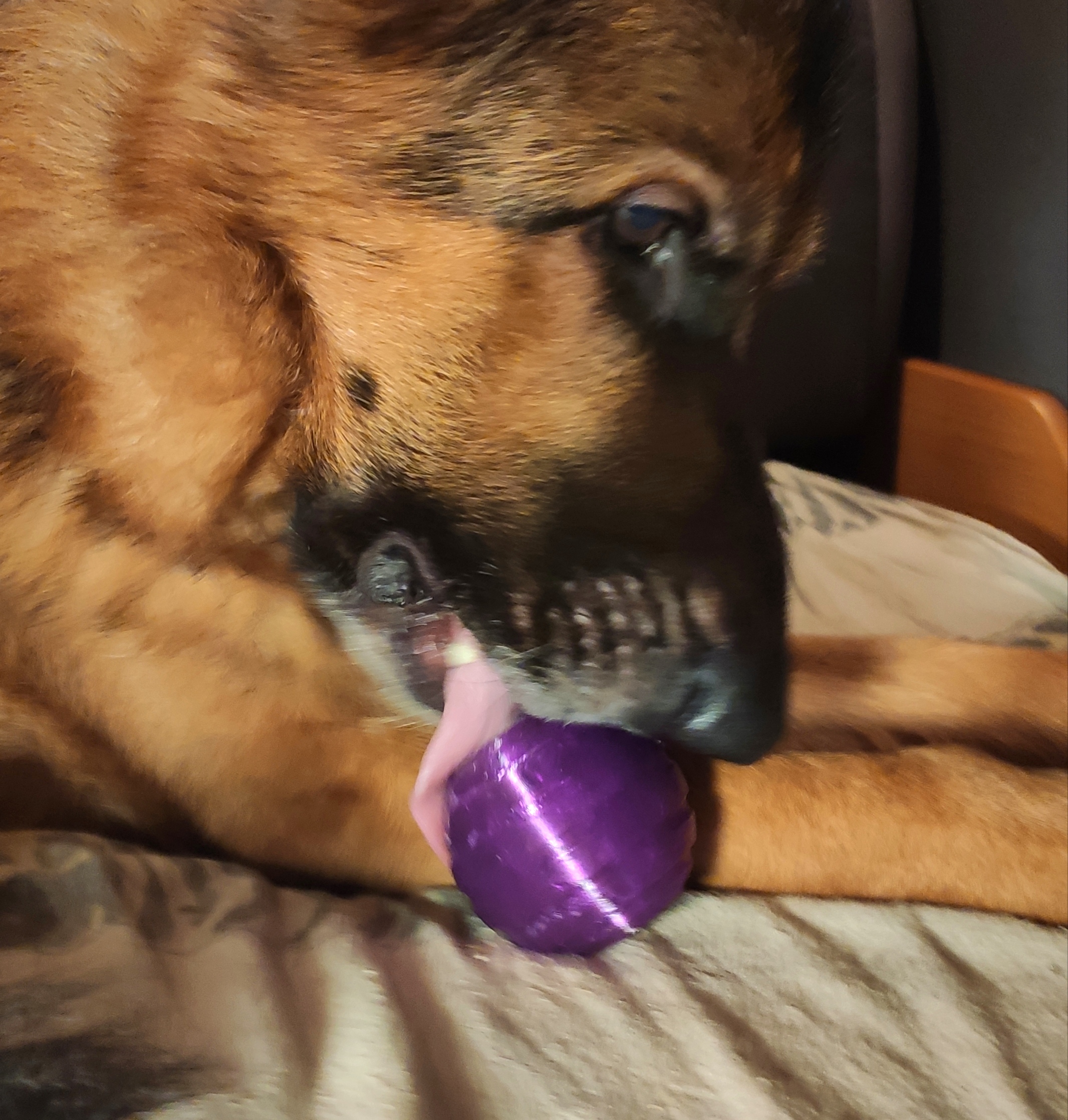 A  toy ball for a dog/cat