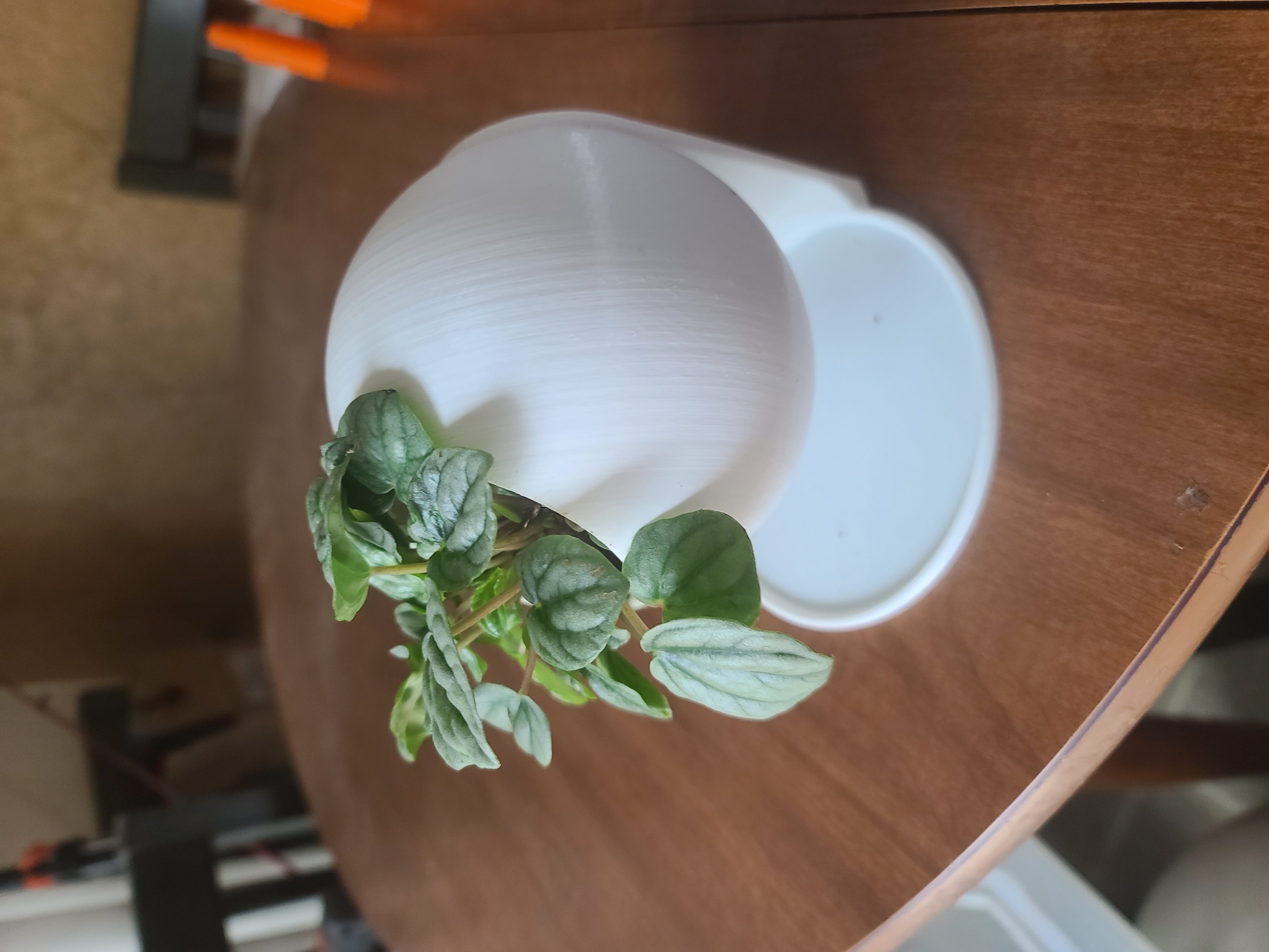 Desk Mount for Ball Wall Planter