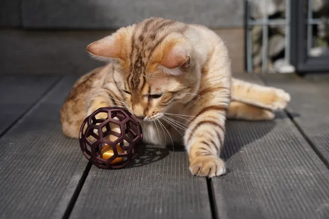 Buckyball for Pets