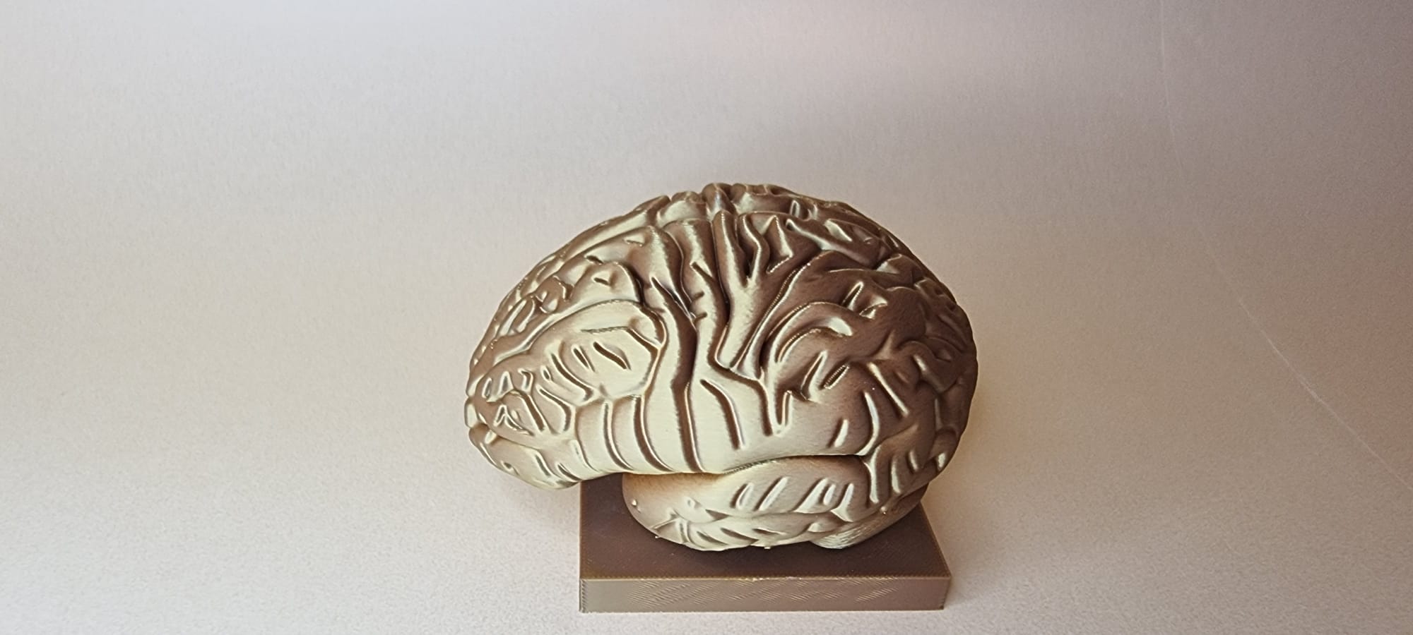 Brain
