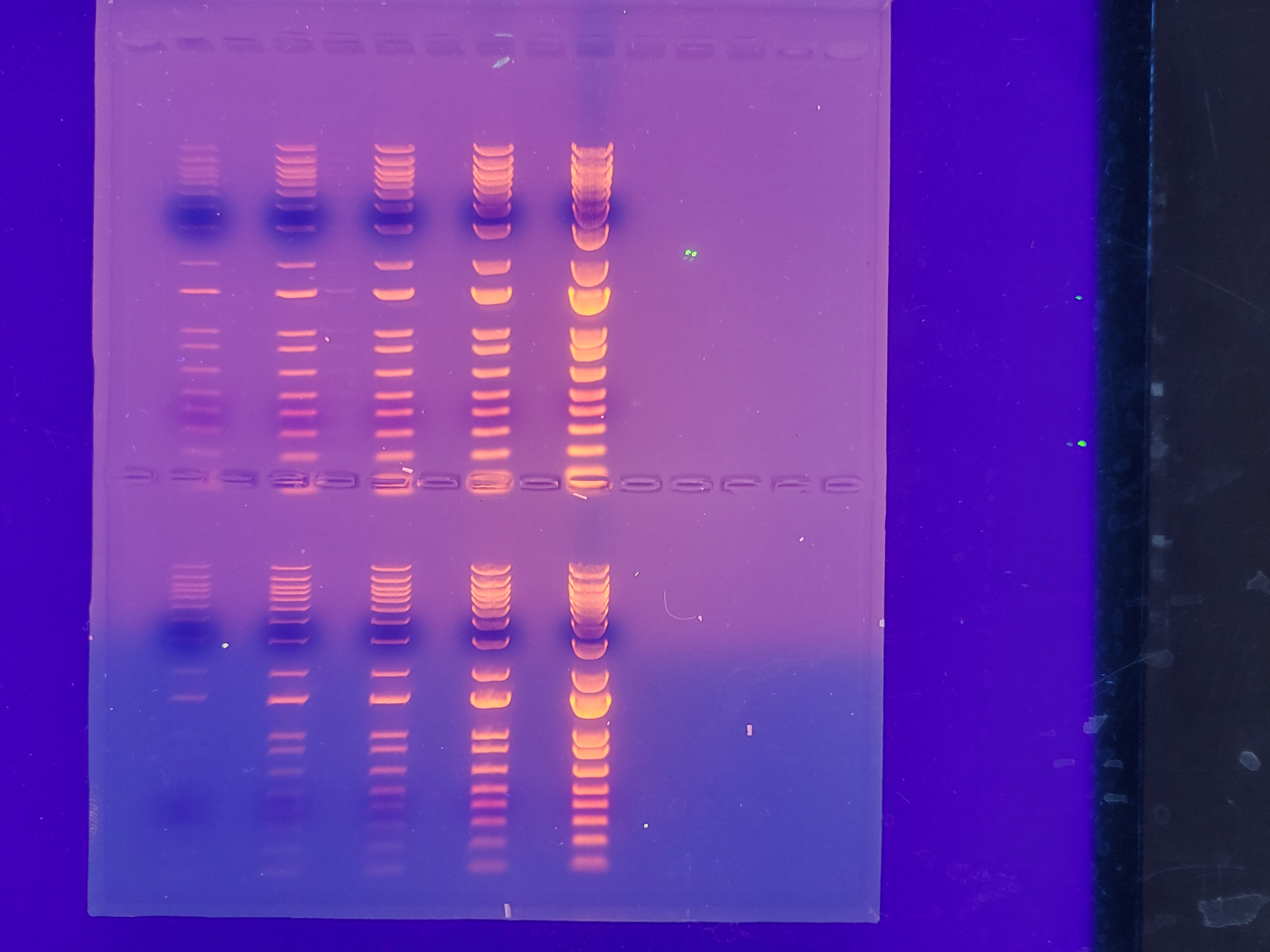 Parametric Agarose Gel Comb by Gabe Villegas Download free STL model