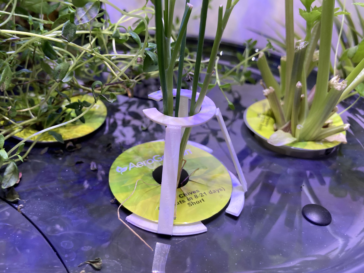 Seedling Support