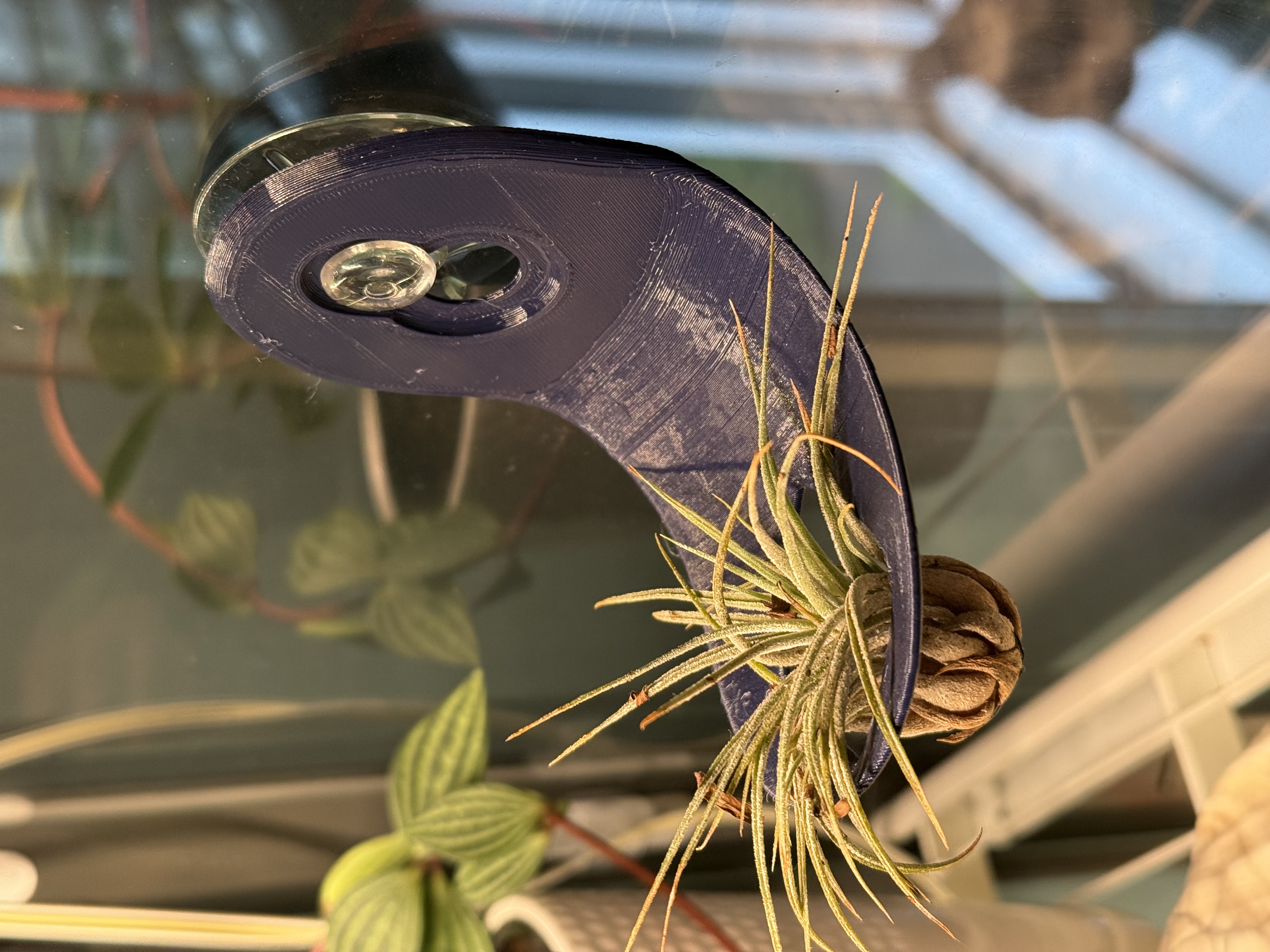 LOUNGE Air Plant Holder - Suction Cup Version