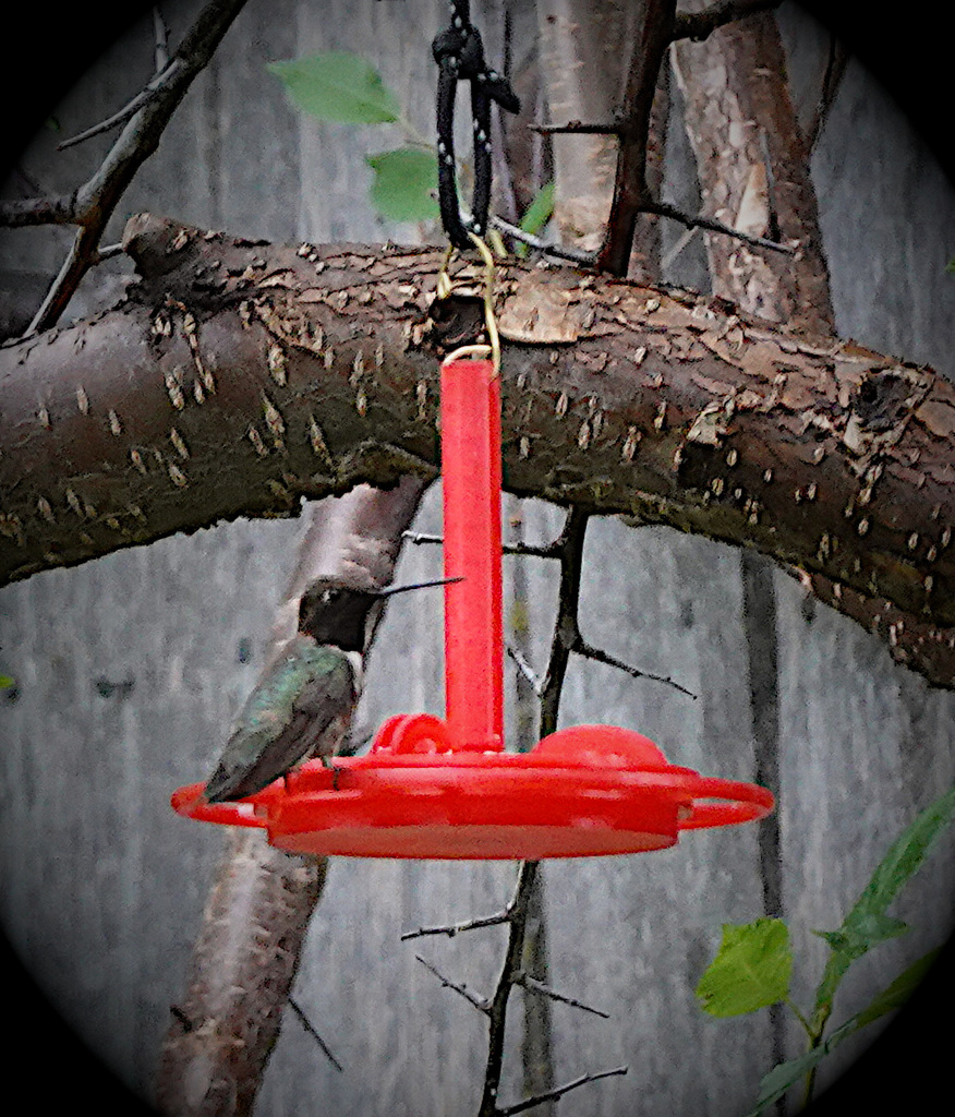 hummingbird-feeder-by-drtomflint-download-free-stl-model-printables