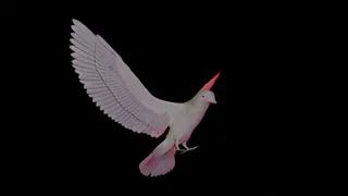White Pigeon