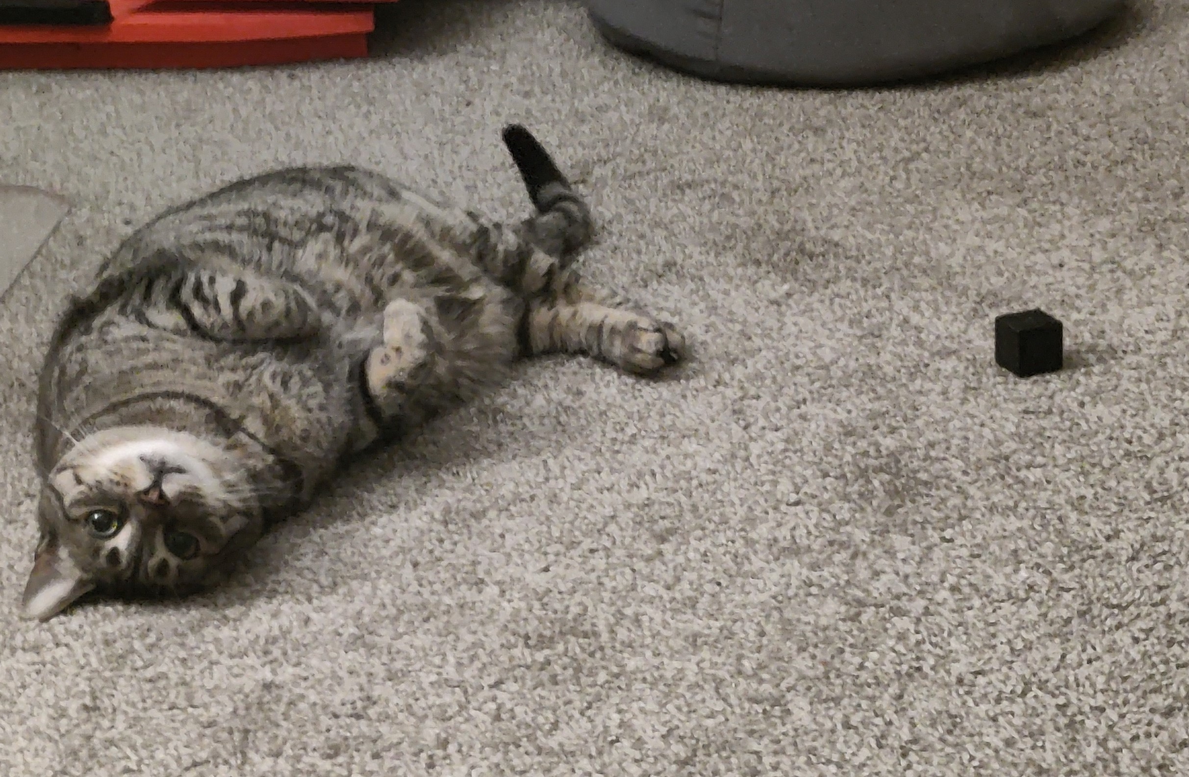 Cat toy? How about a test cube