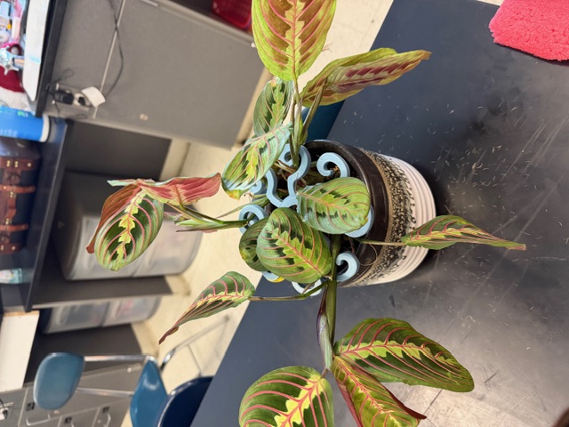 Monstera helper 3D model by Lauren Oppelt