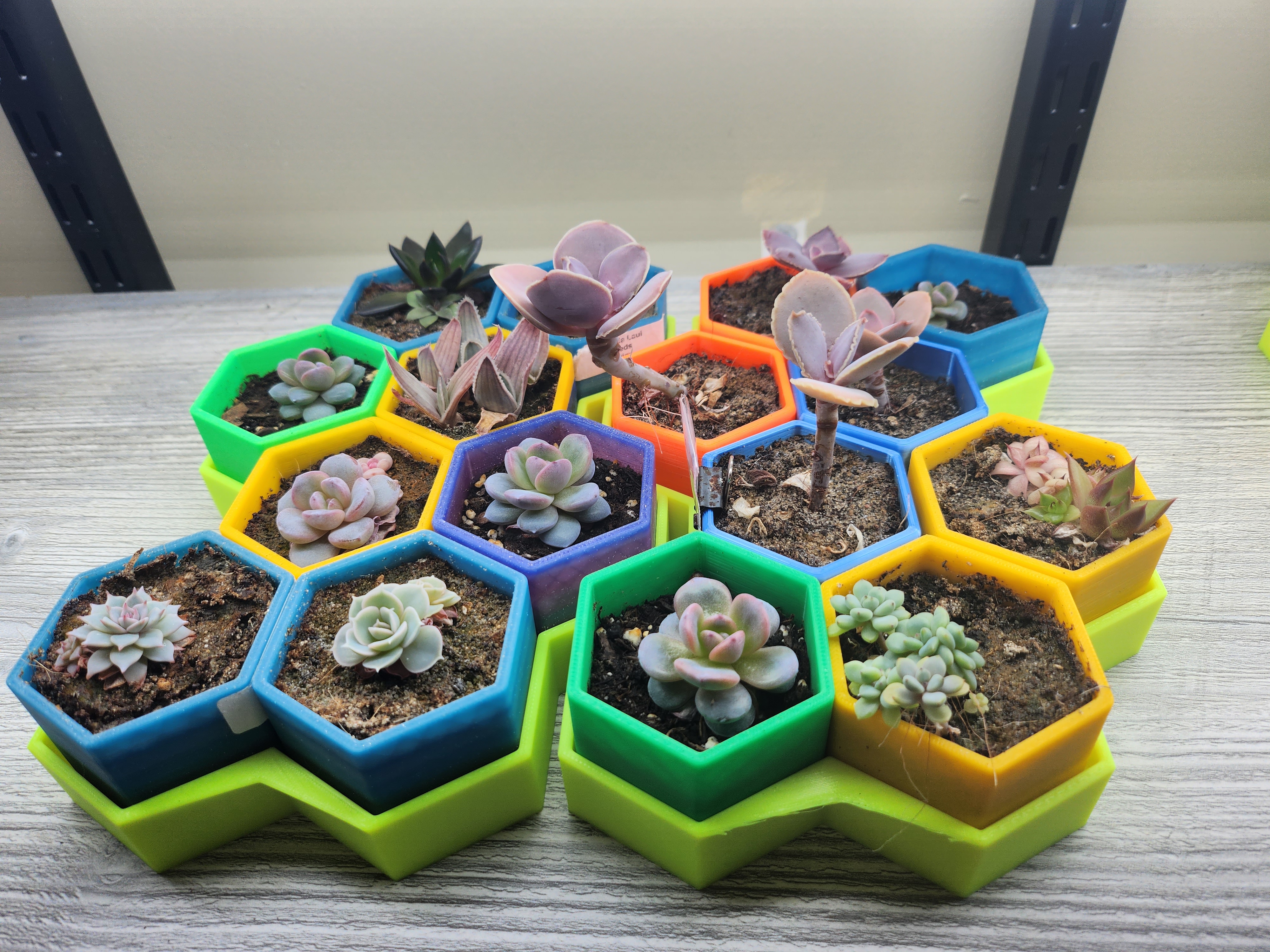 Hexcellent Haw and Succulent Pots