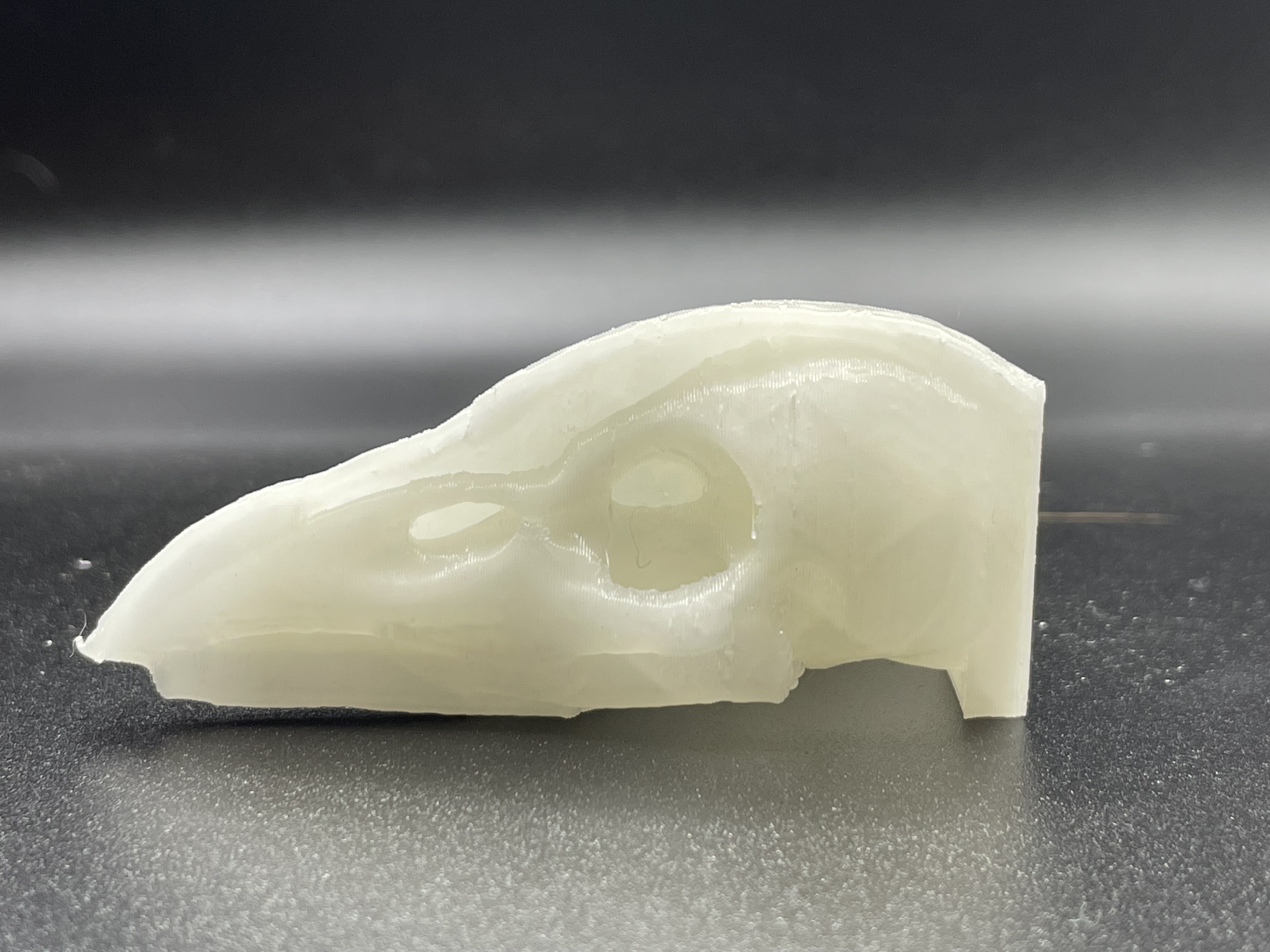 bird skull