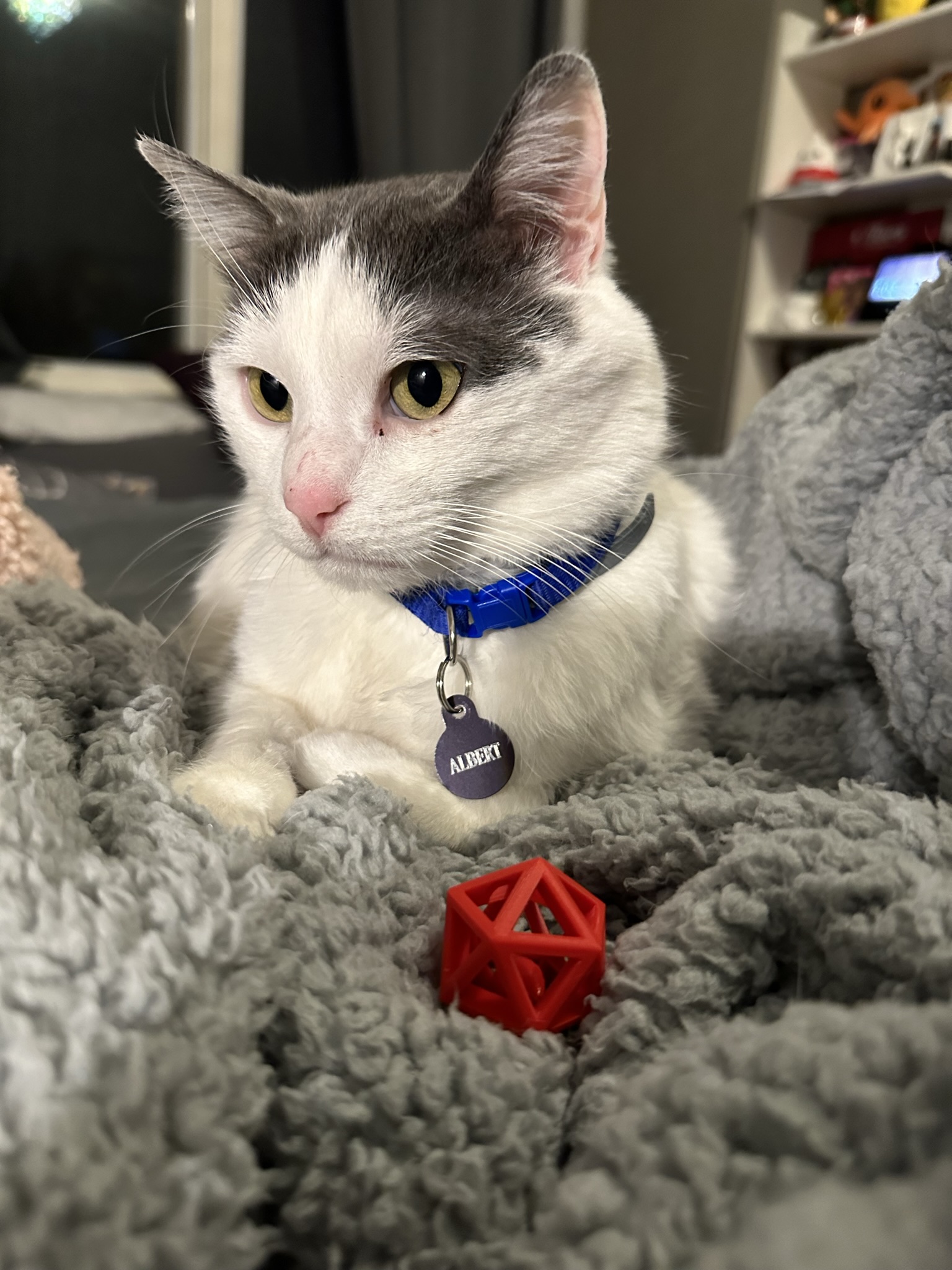 D20 discount cat toy