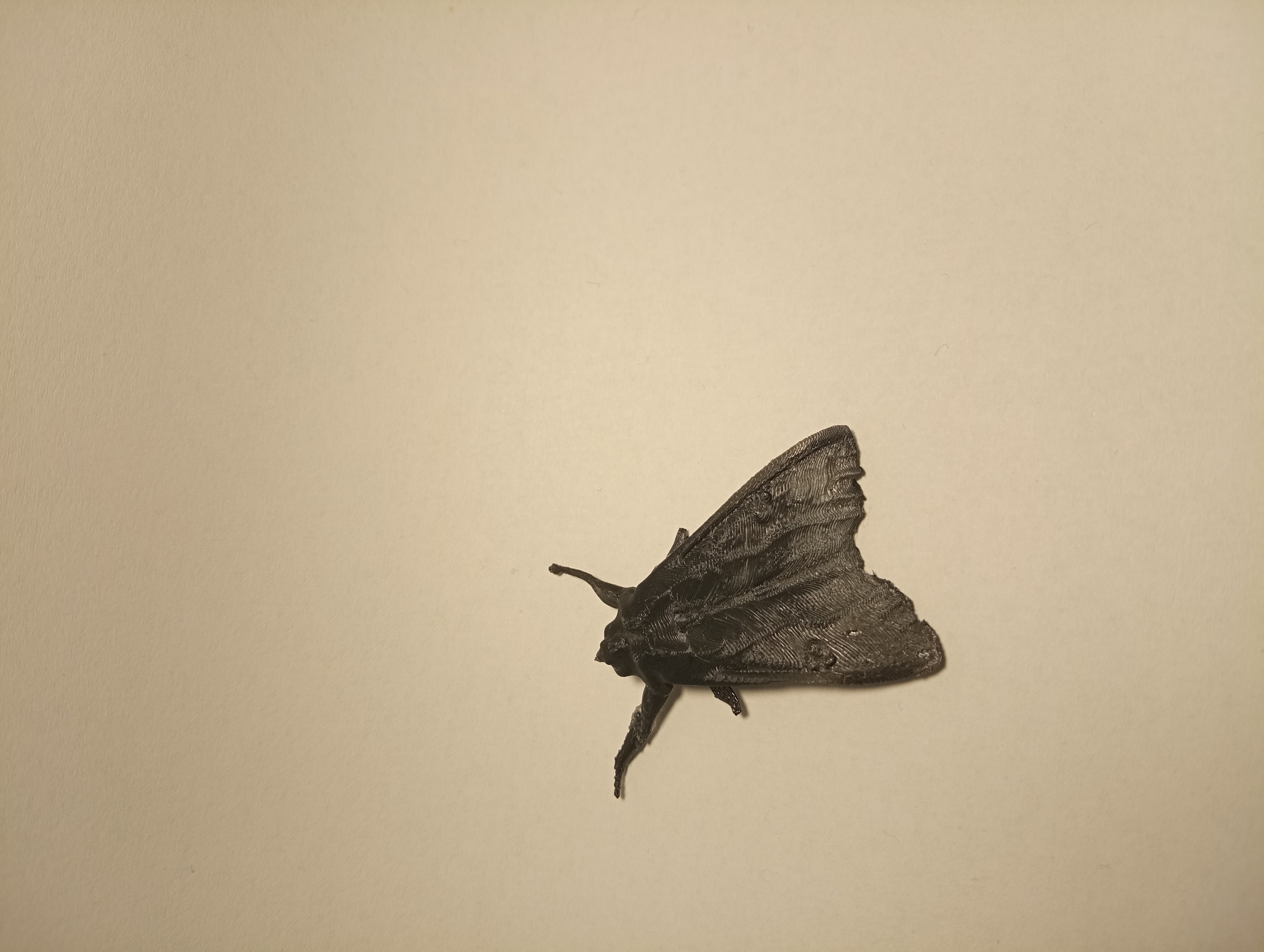 fake moth  (prank) — miniatura 3