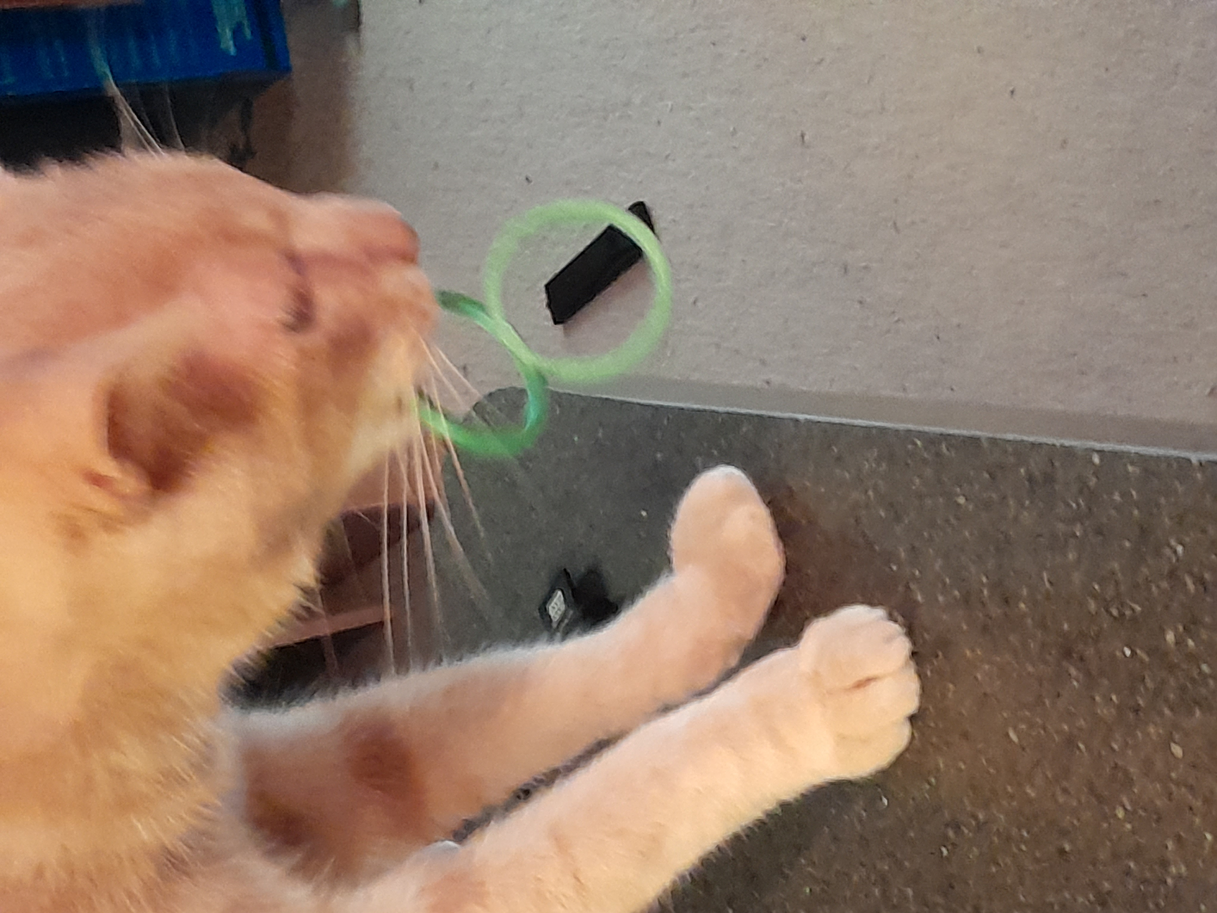 Krypton Rings Cat toy