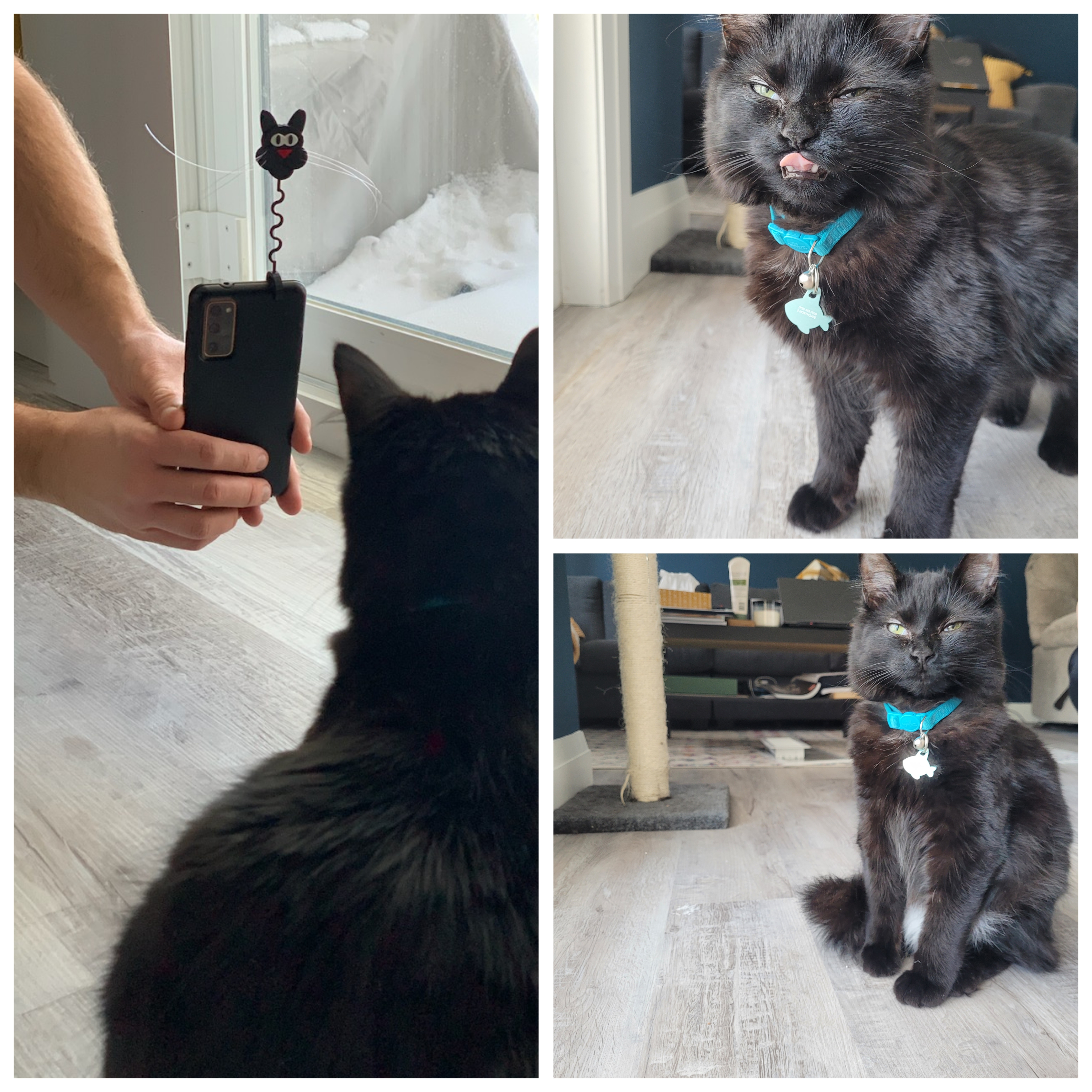 Attention Holder for Pet Pictures