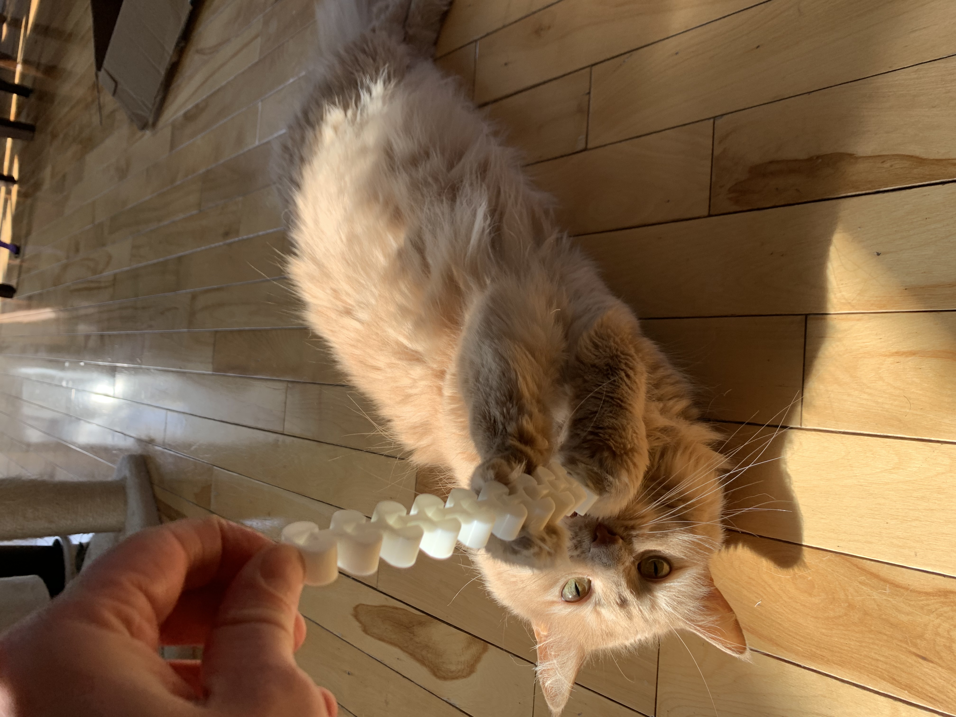 Cat Toy Chain ( Print in place)