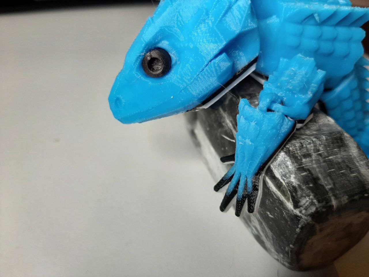 Hollow Skink Eyes