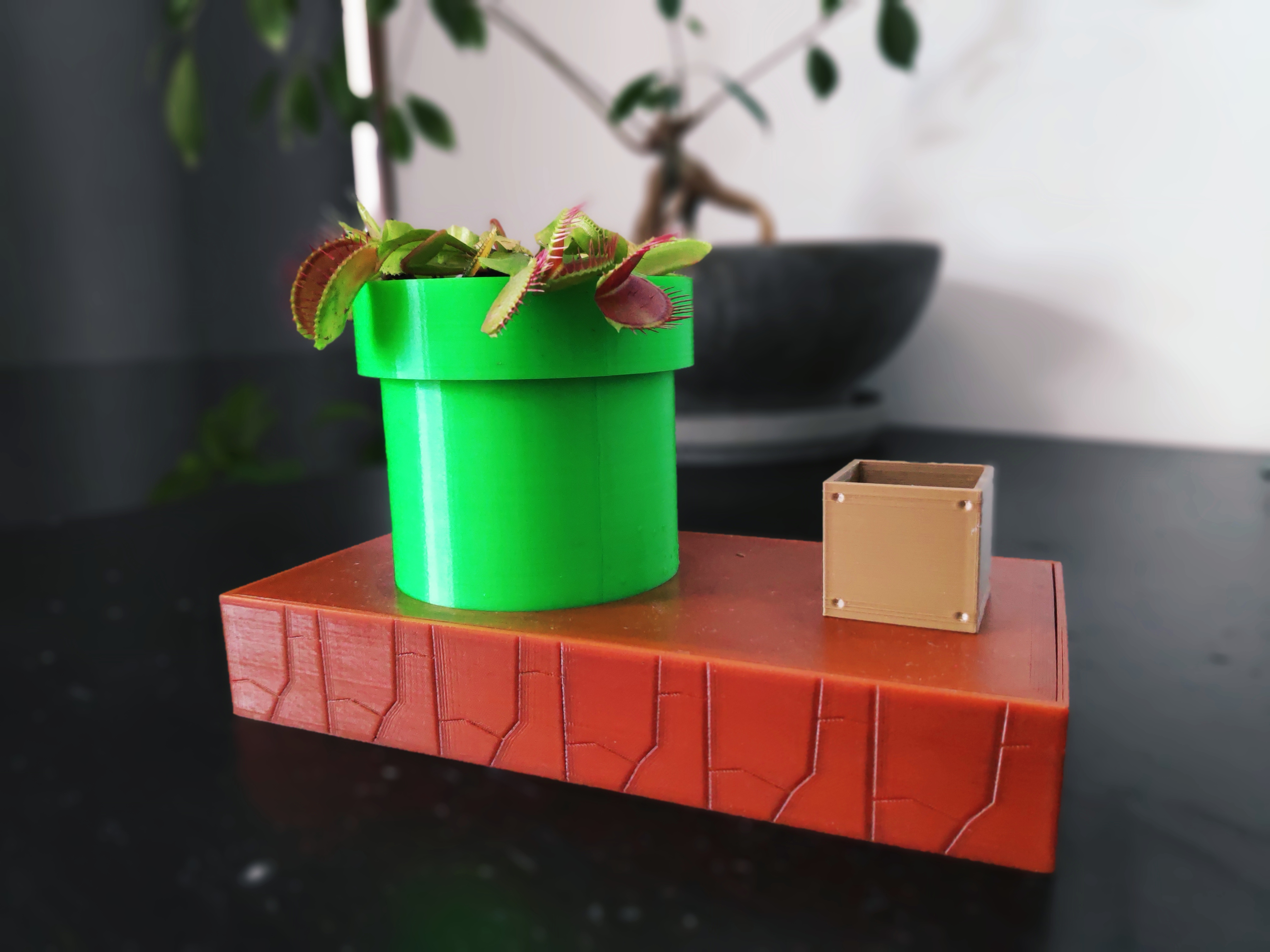 Venus Fly Trap Planter (self watering)