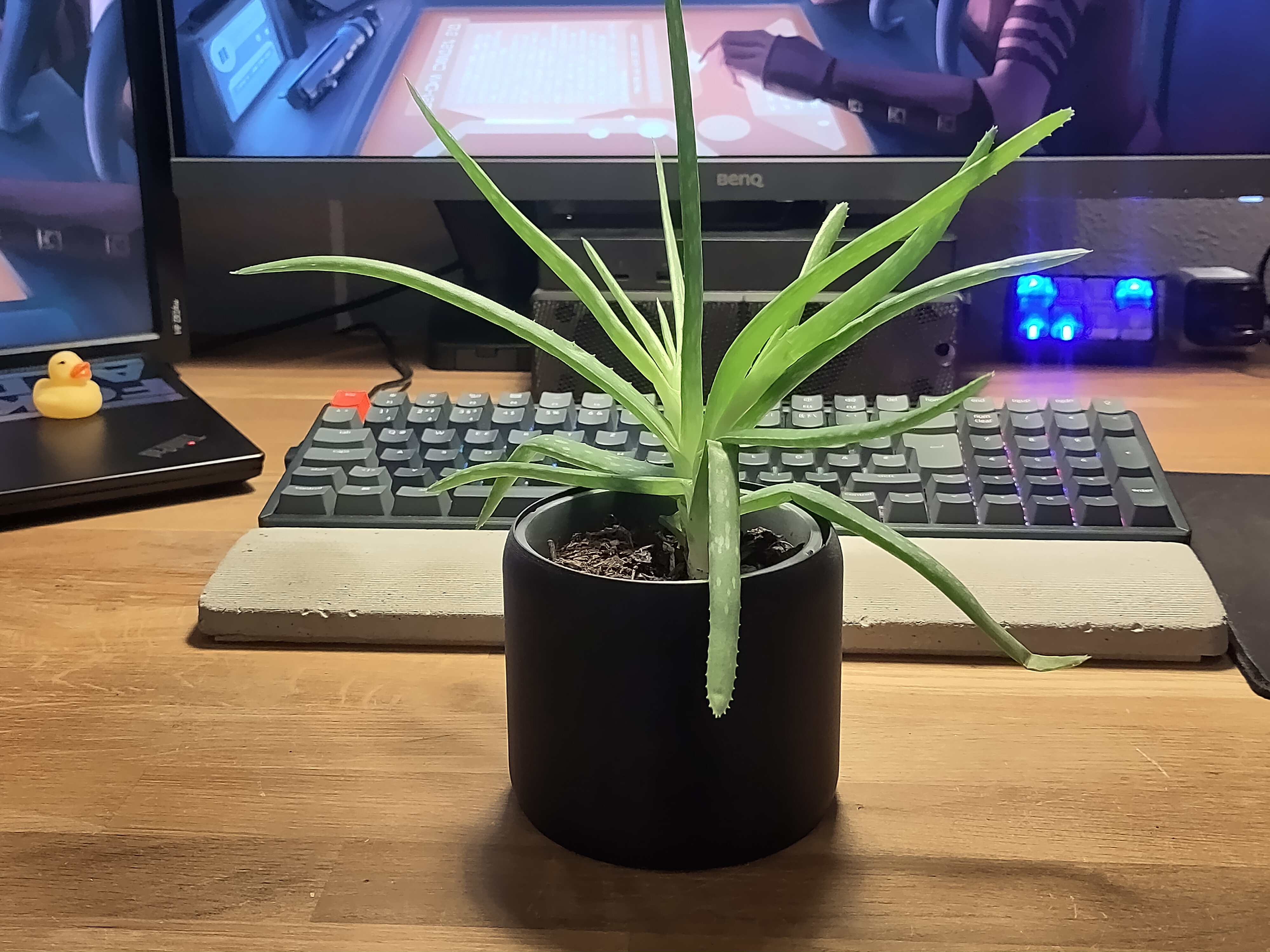 Vase Mode Planters
