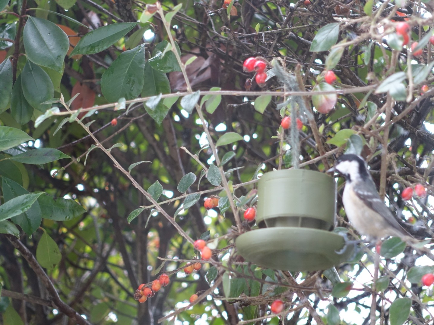 Bird Feeder by Ender3Knight4 Download free STL model